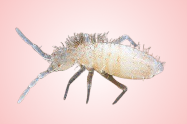 Tropical White Springtails
