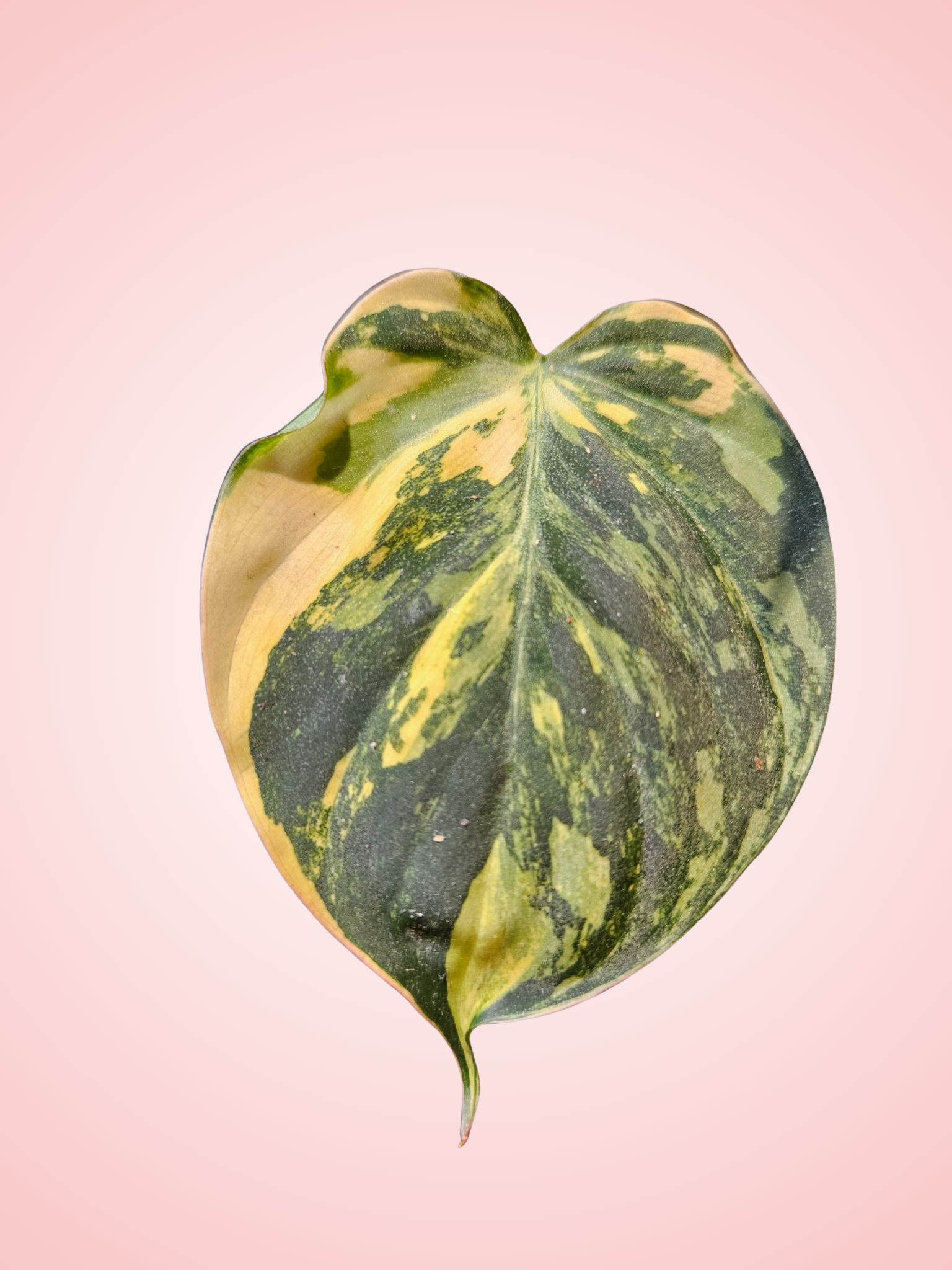 Philodendron Micans Variegated