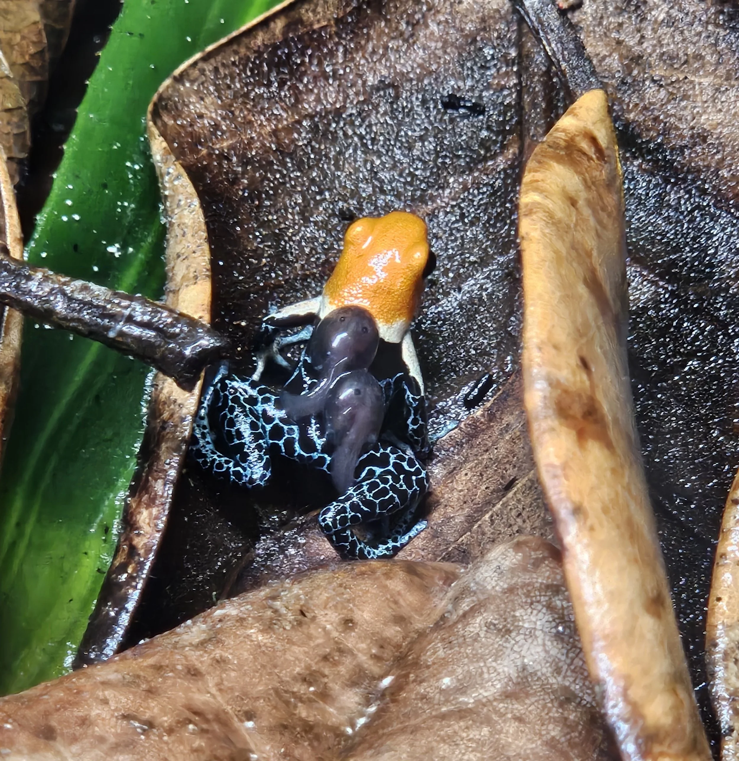 Ranitomeya Fantastica "True Nominal"