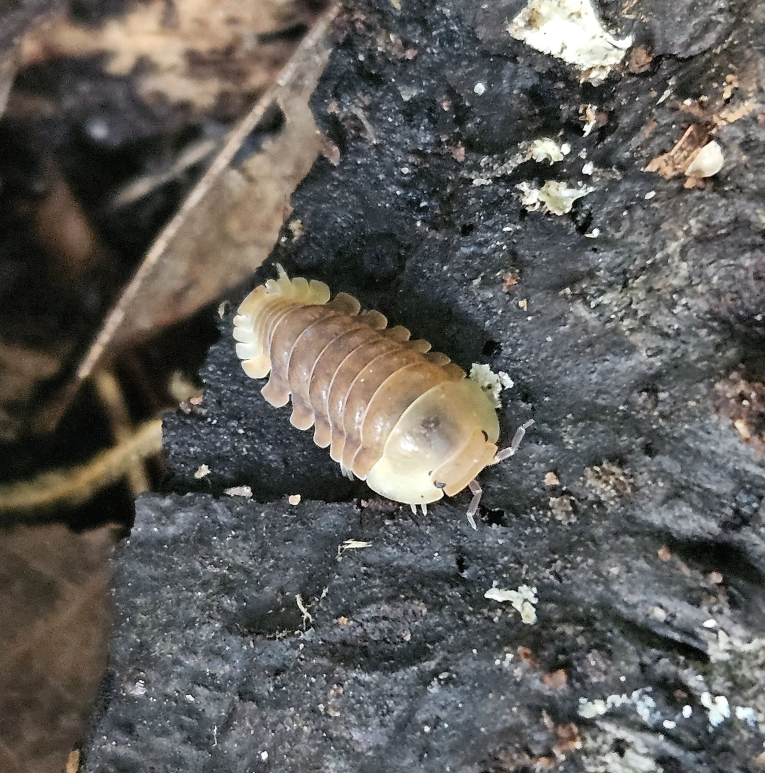 Cubaris sp. "Rubber Ducky"