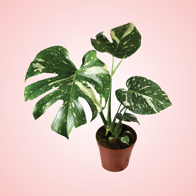 Deliciosa Thai Constellation