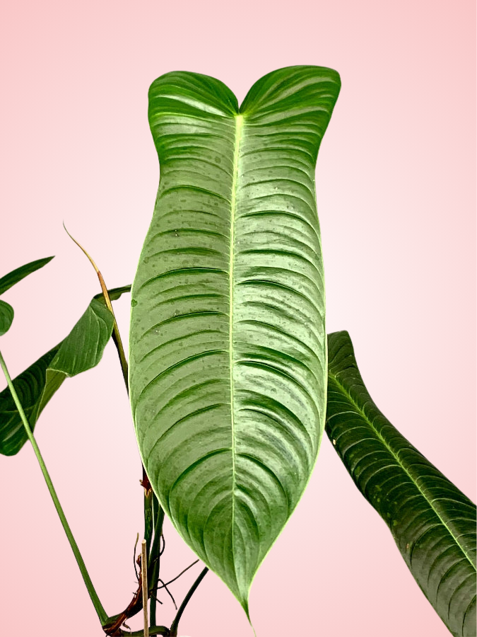 Philodendron Sharoniae 'Mosquera'