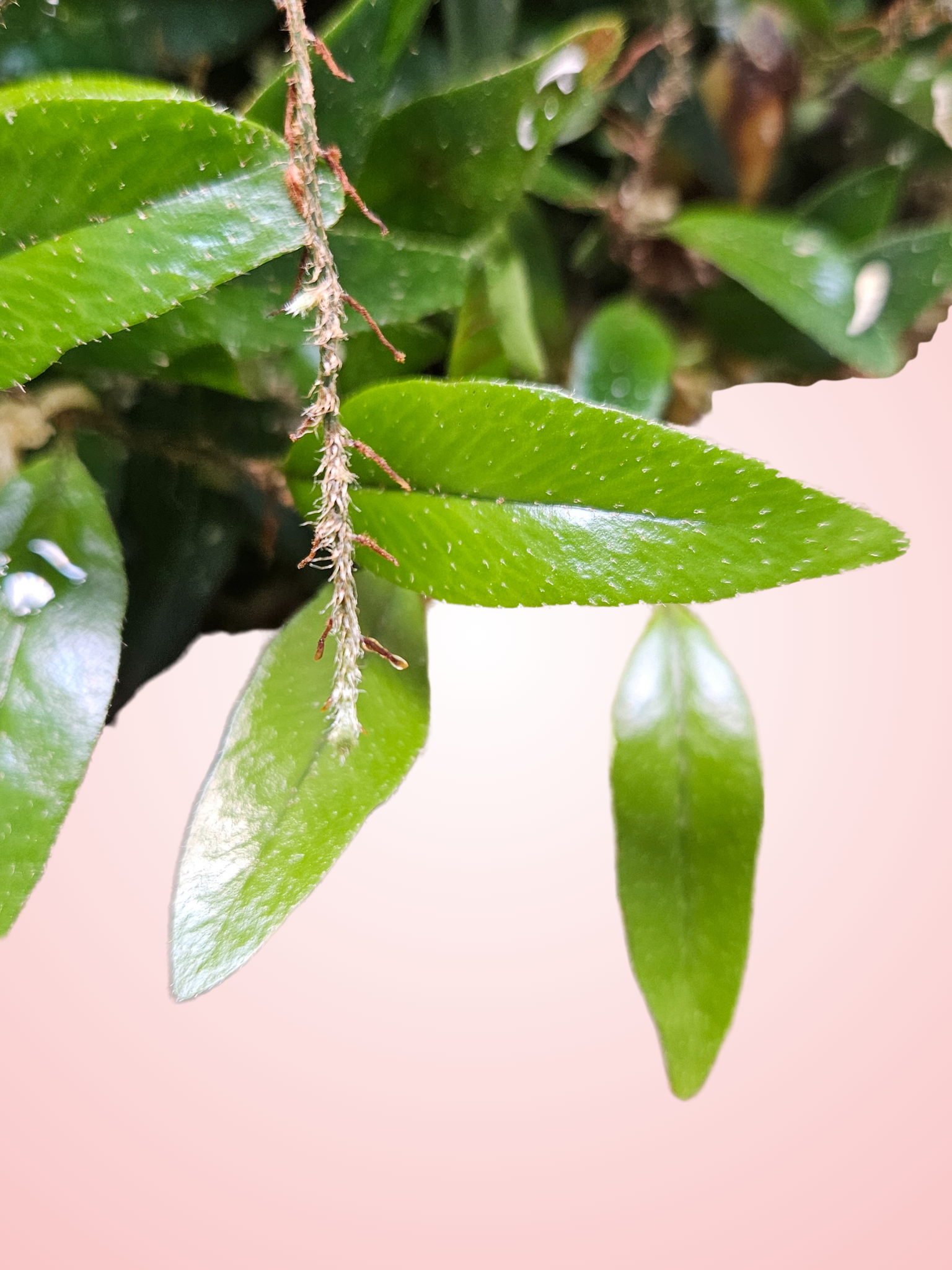 Microgramma cf. reptans #3