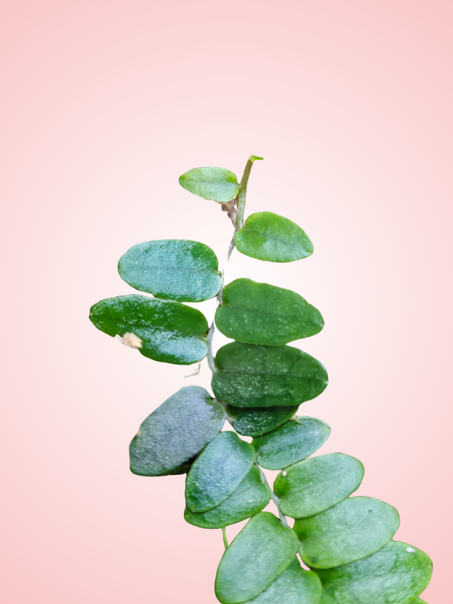 Marcgravia sp. Suriname