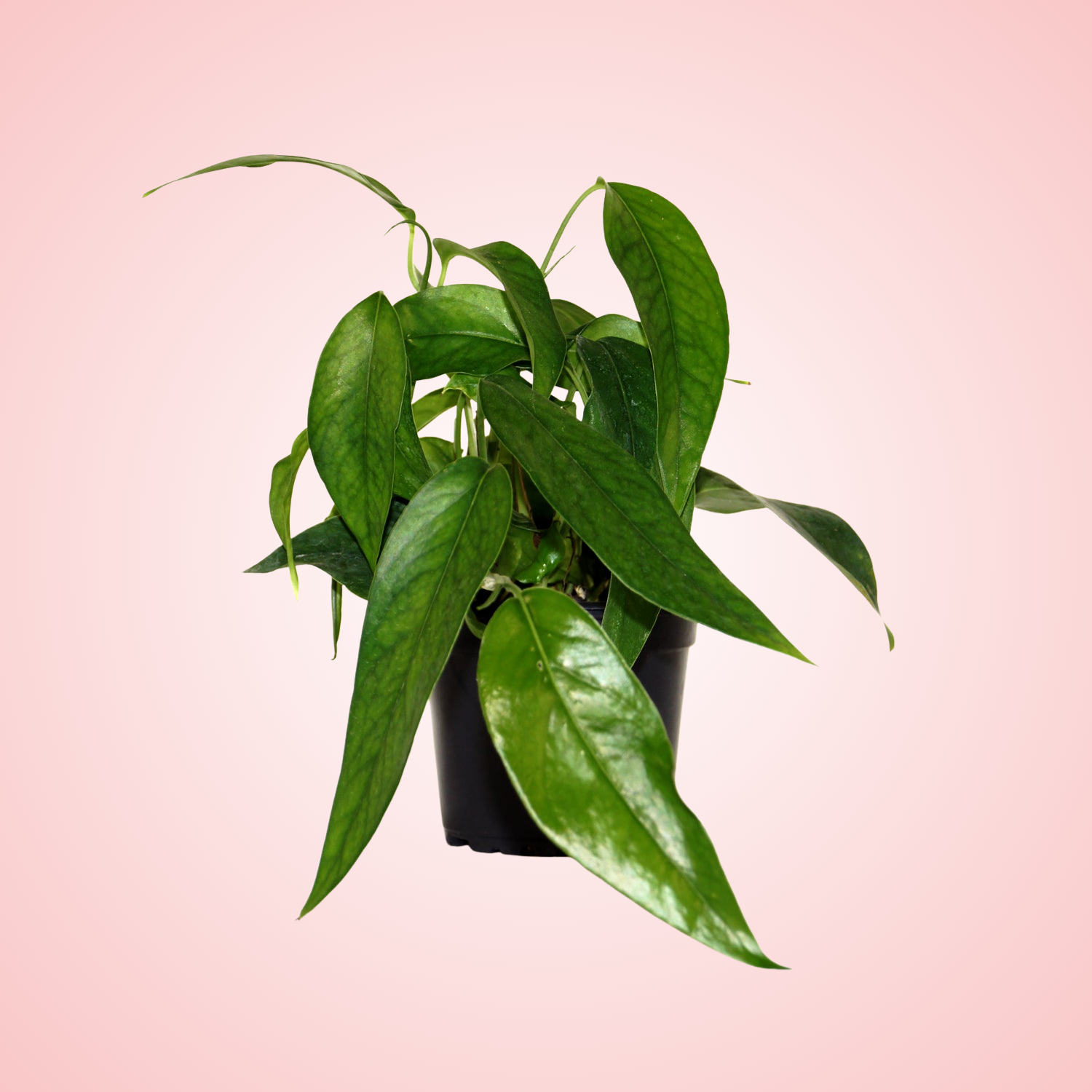 Dragon's Tail Pothos