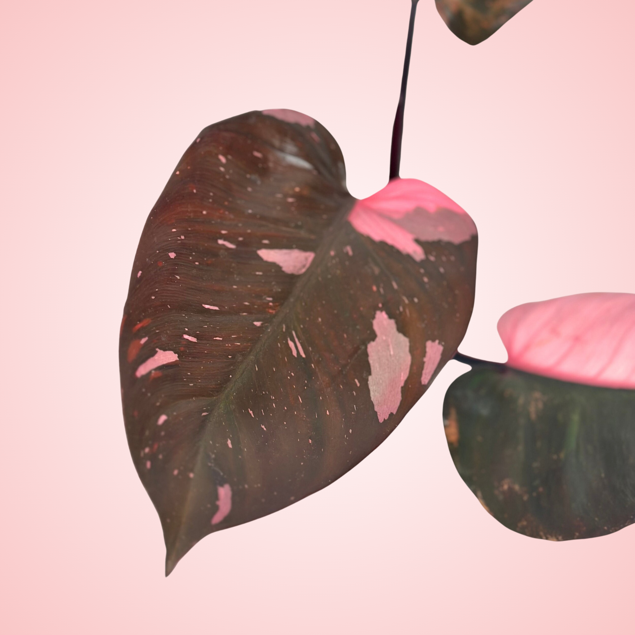 Philodendron Pink Princess 'Black Cherry'