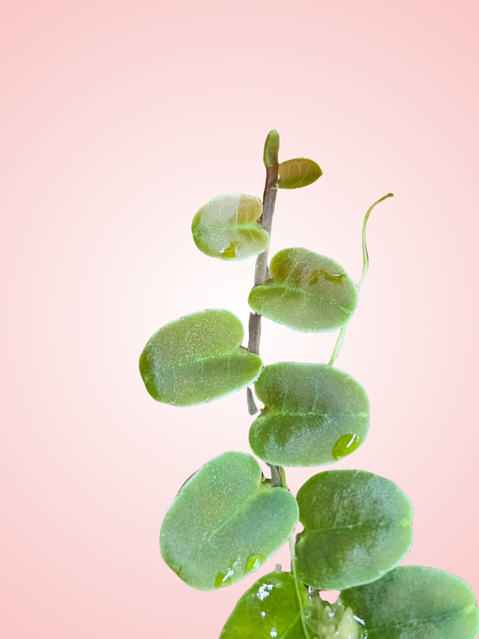 Marcgravia Brown 'Peru'