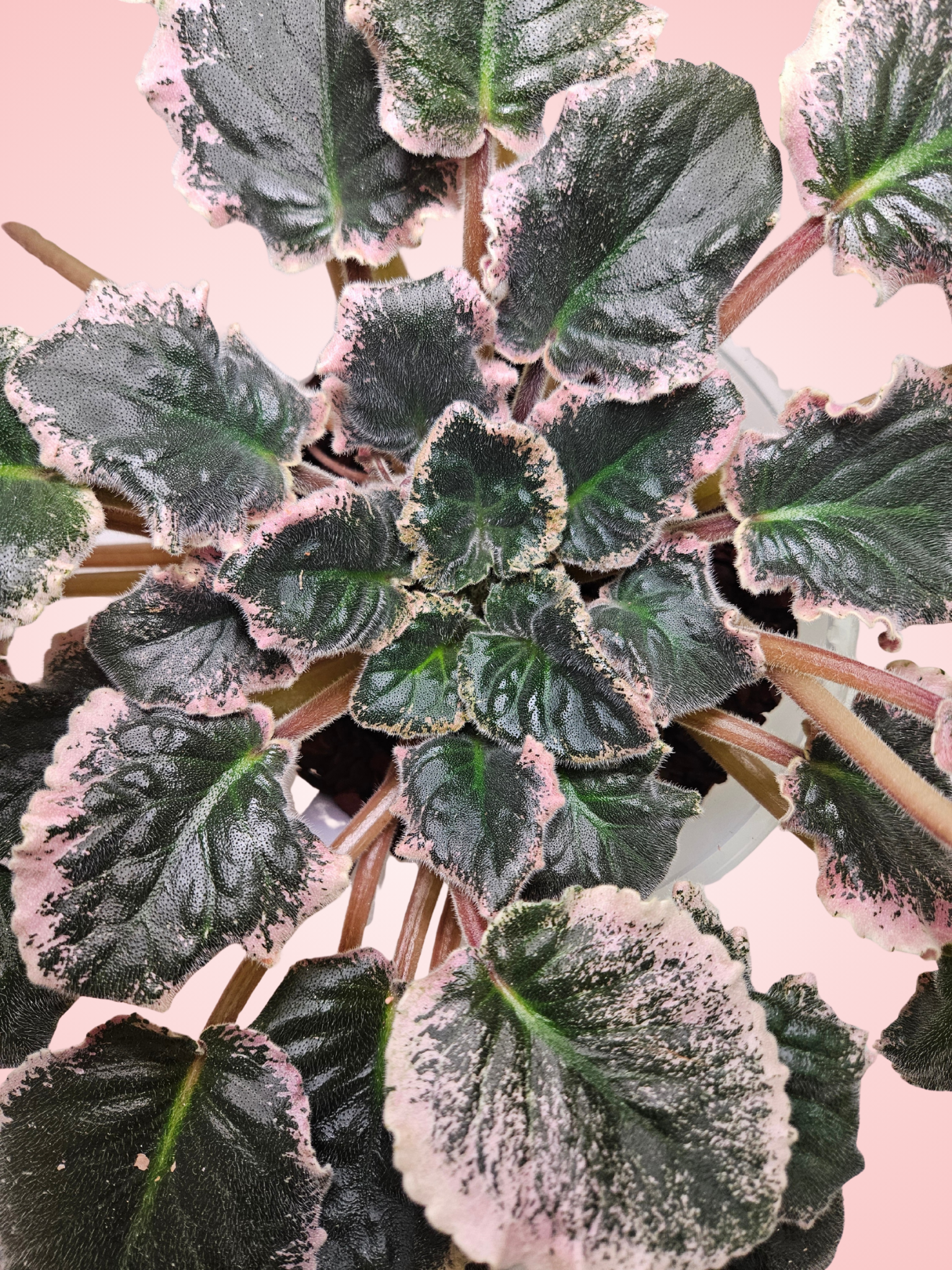 African Violet 'Purple Flower'