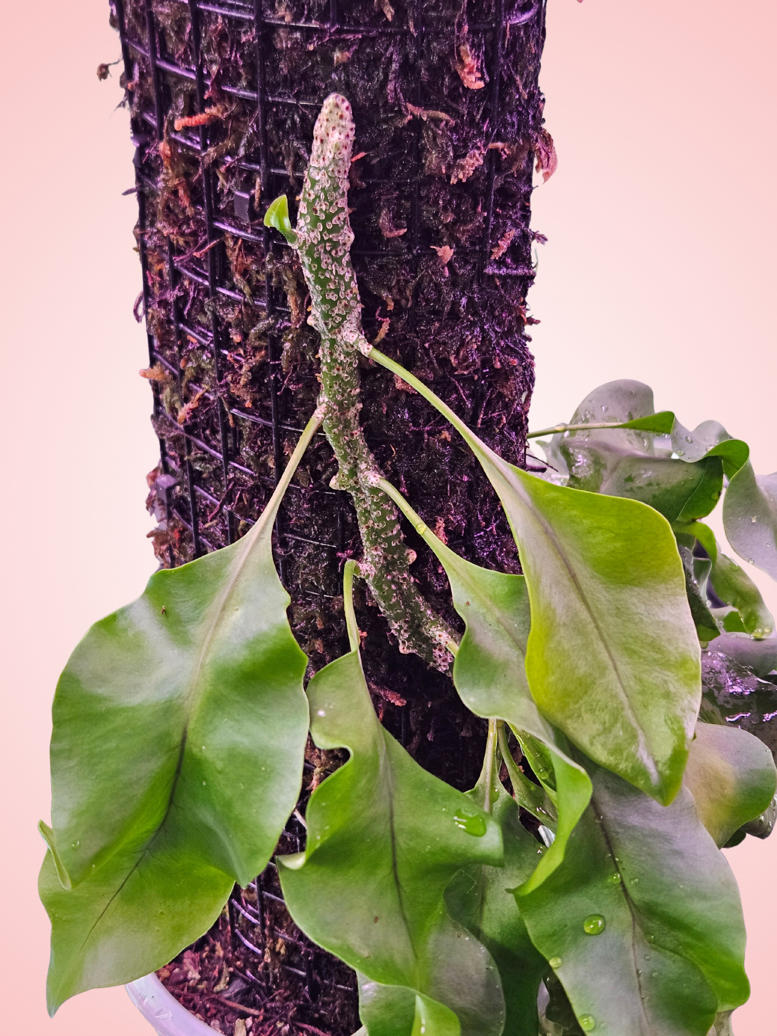 Lecanopteris Sinuosa