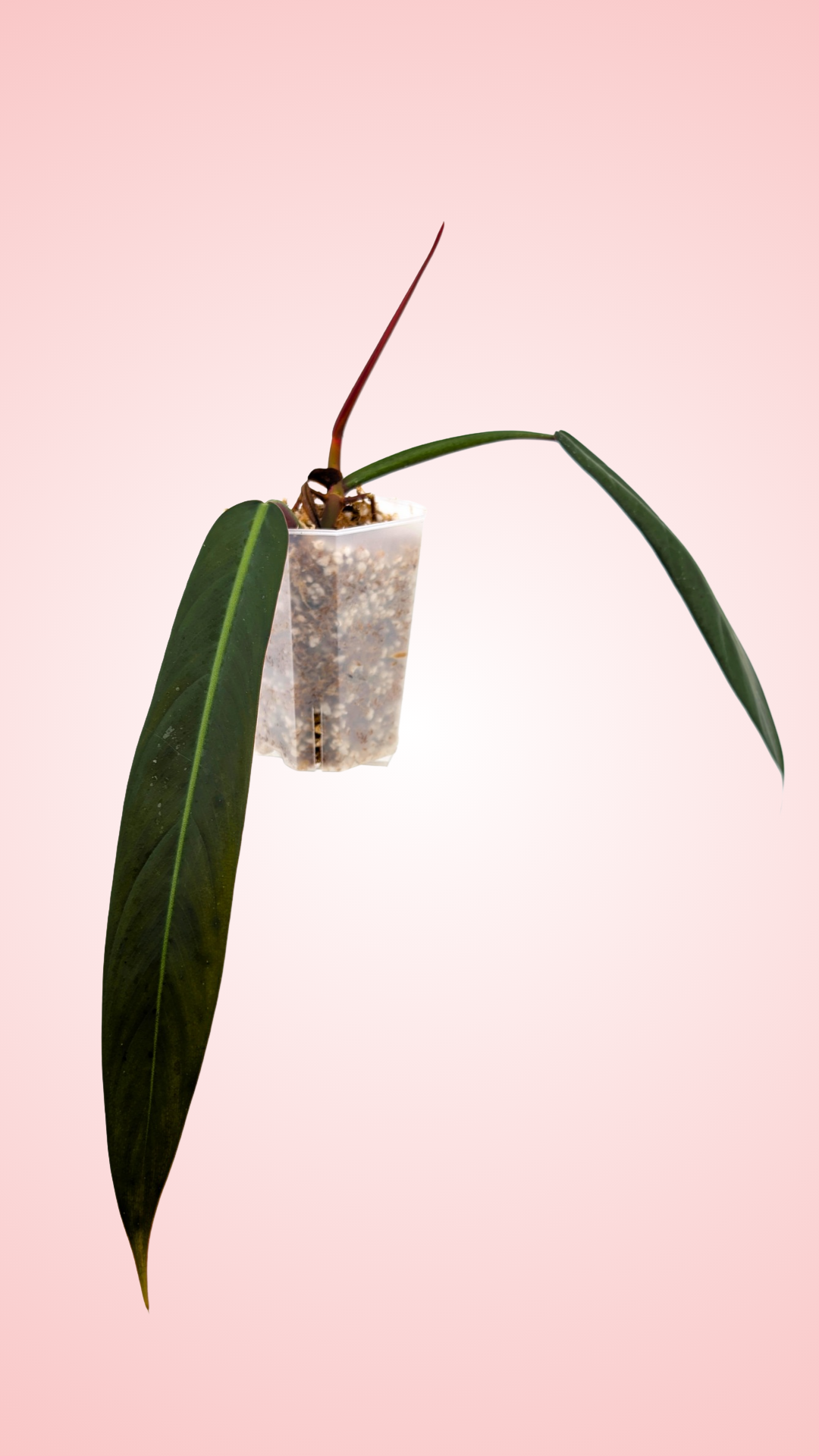 Philodendron Bicolor