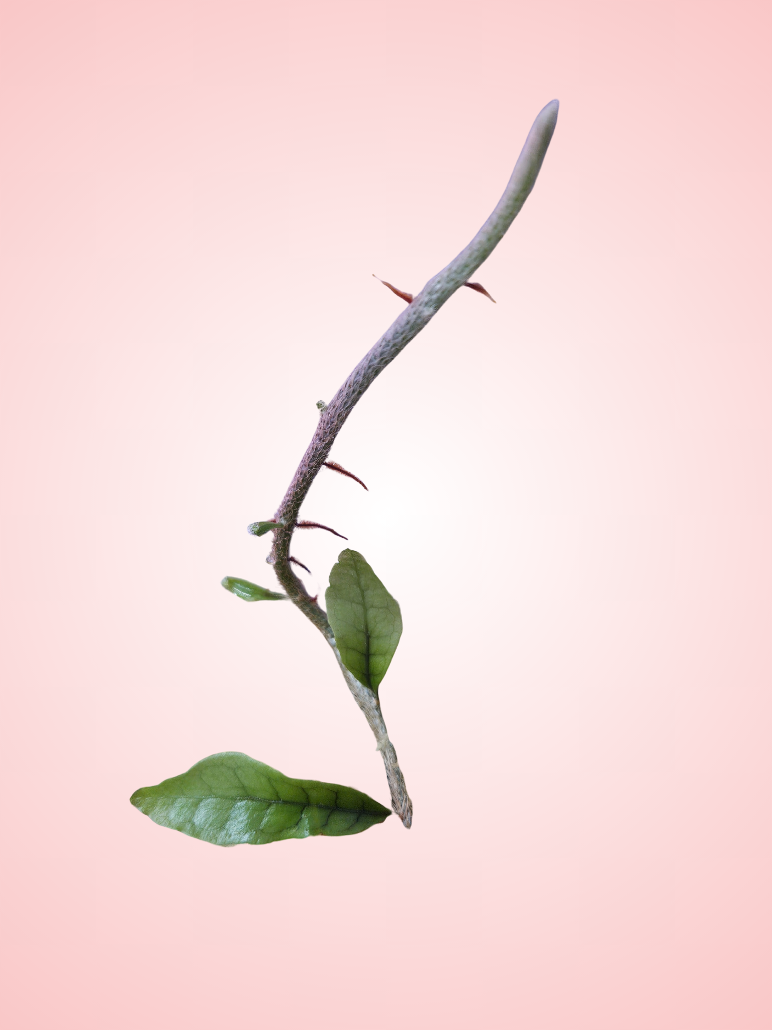 Microgramma cf. Lycopodioides 'Small Form'