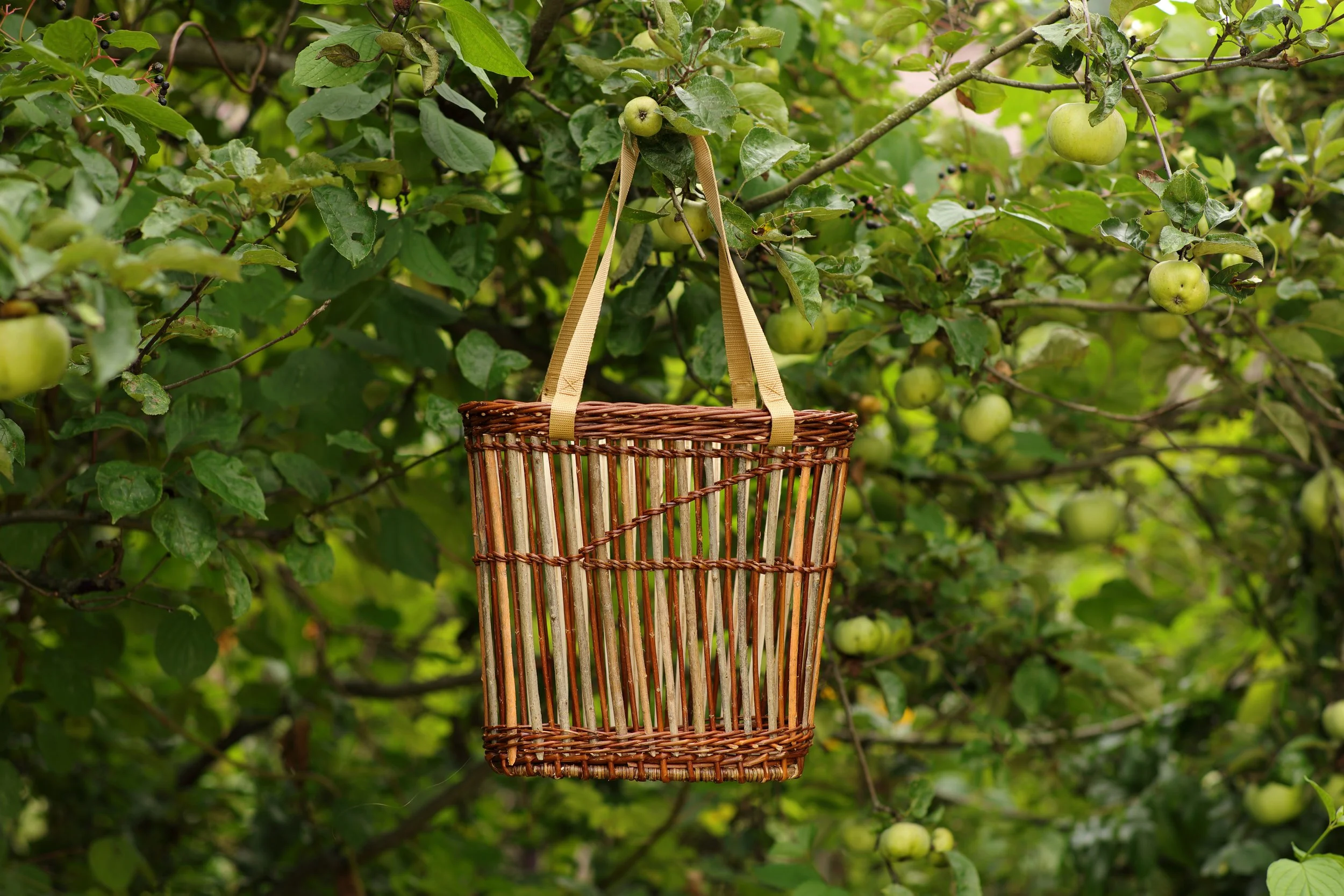 Cesta de mimbre colgada en un árbol de manzanos, lleno de frutas verdes.