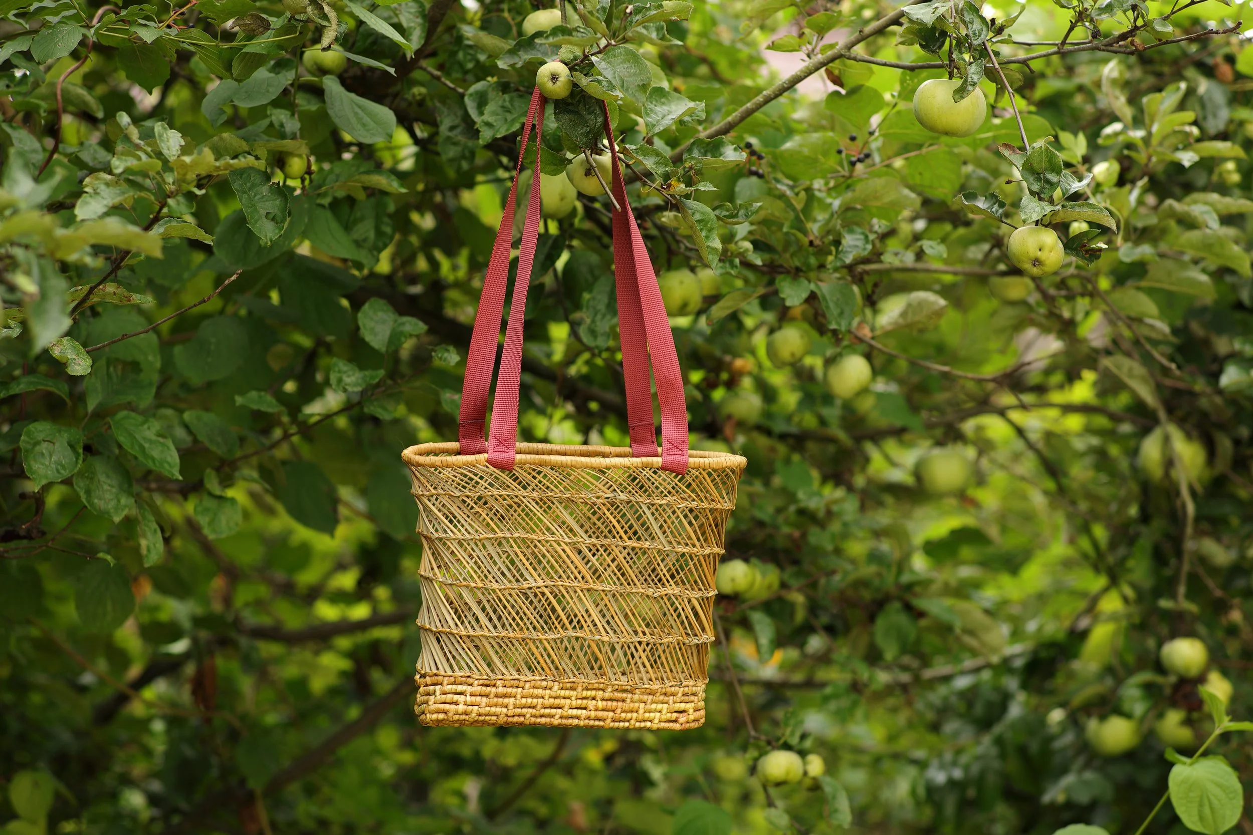 Una bolsa de phormium tenax/manila colgada de un árbol con muchas manzanas verdes.