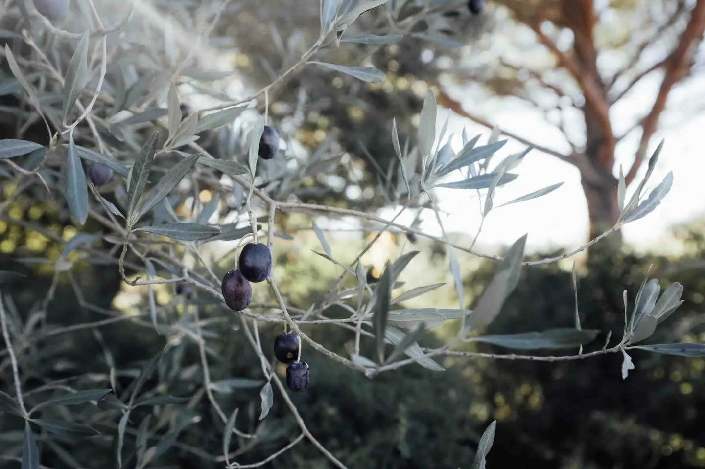 📸 Couleurs &amp; saveurs du jardin botanique 
de @sanoflore qui recueille une collection de 350 vari&eacute;t&eacute;s de plantes.🌱 

// Je suis Marie, photographe et cr&eacute;atrice visuelle. Je mets en lumi&egrave;re la beaut&eacute; du vivant. 