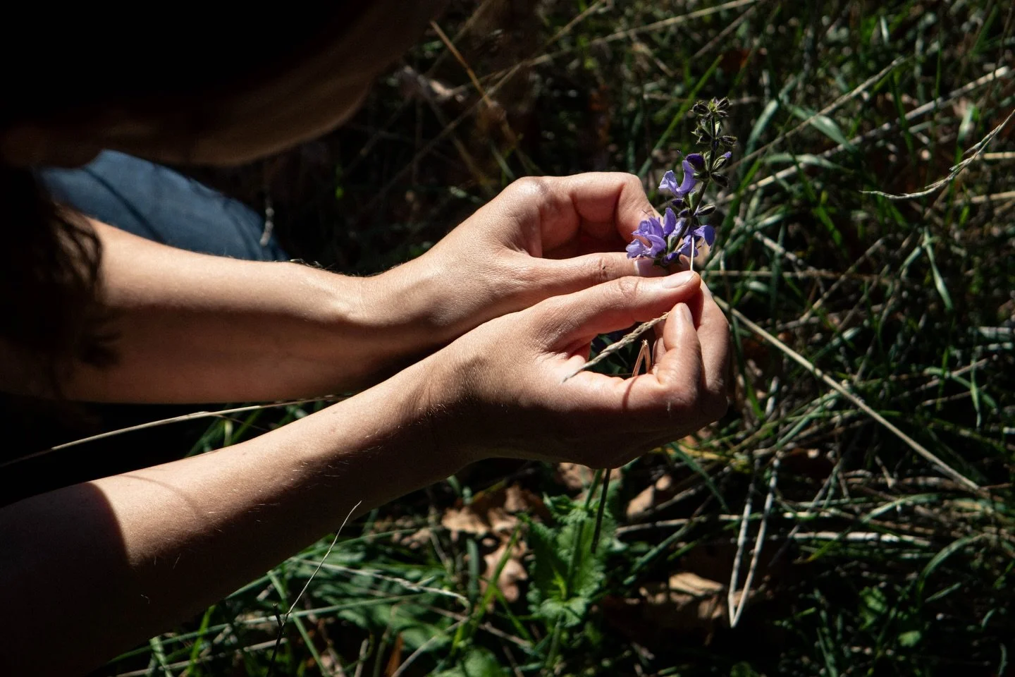 Tenir le vivant entre les mains.
S&rsquo;&eacute;merveiller &agrave; chaque instant de sa beaut&eacute;.
Que ce long week-end soit doux 🌱 

#photoofday #photographereportage #photographeannecy #photographegeneve #photographelyon