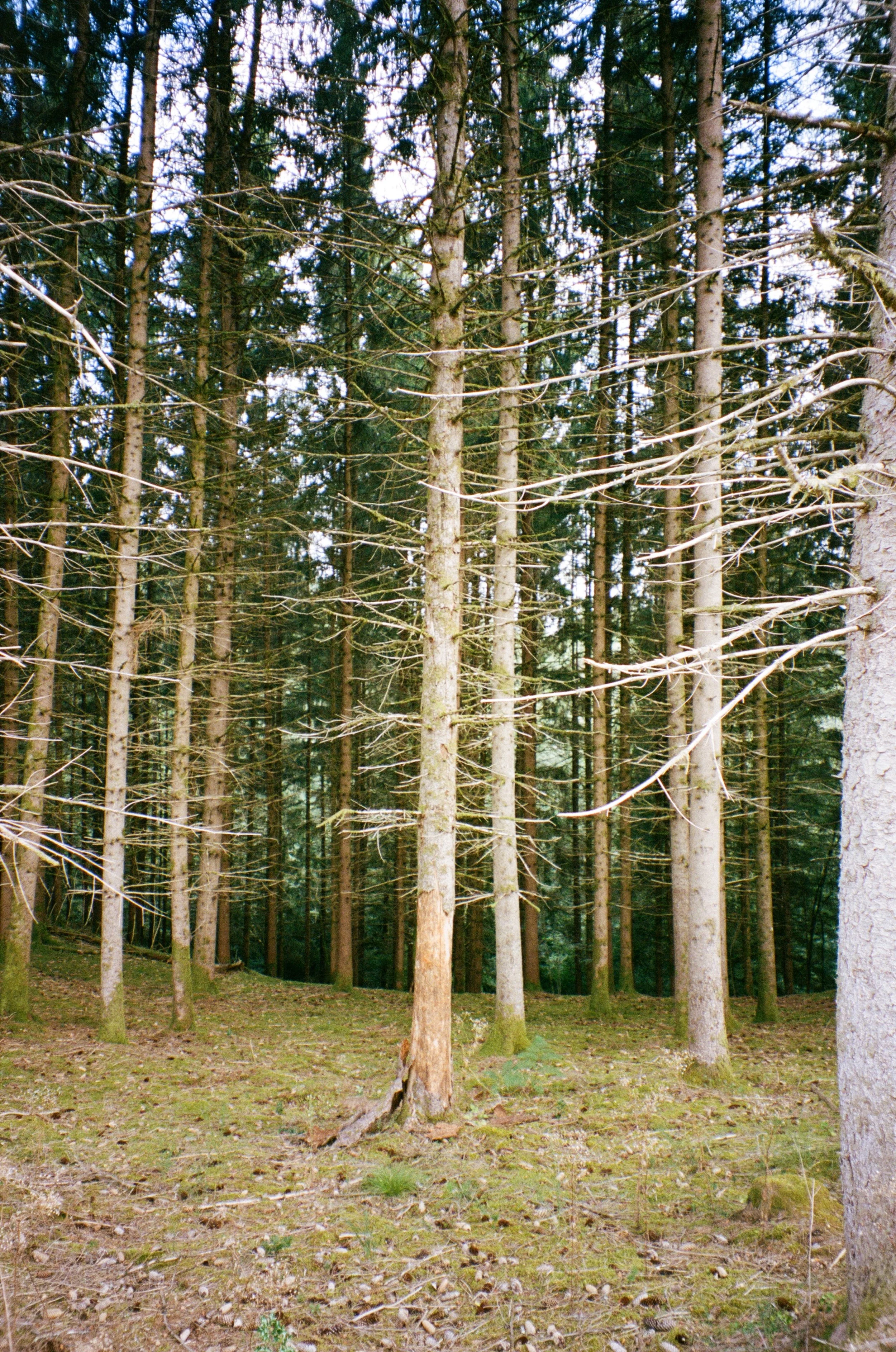 Forêt avec des arbres hauts et dénudés, sol recouvert de mousse et de petits branches.