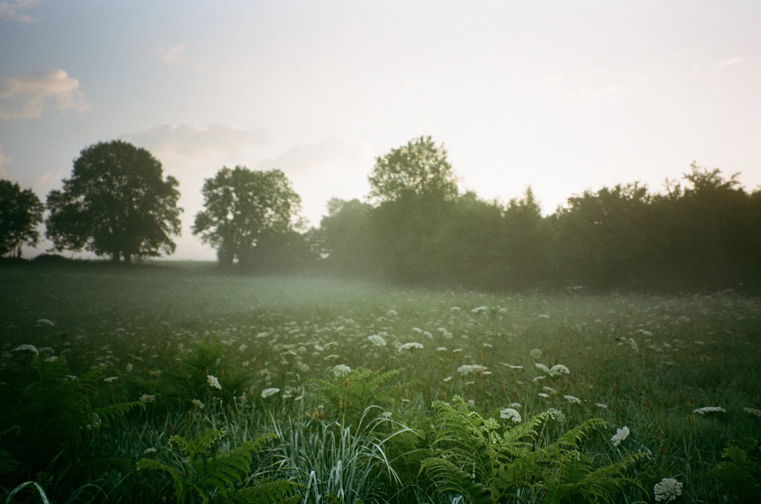 Un champ verdoyant avec des fleurs blanches et des arbres au coucher du soleil.