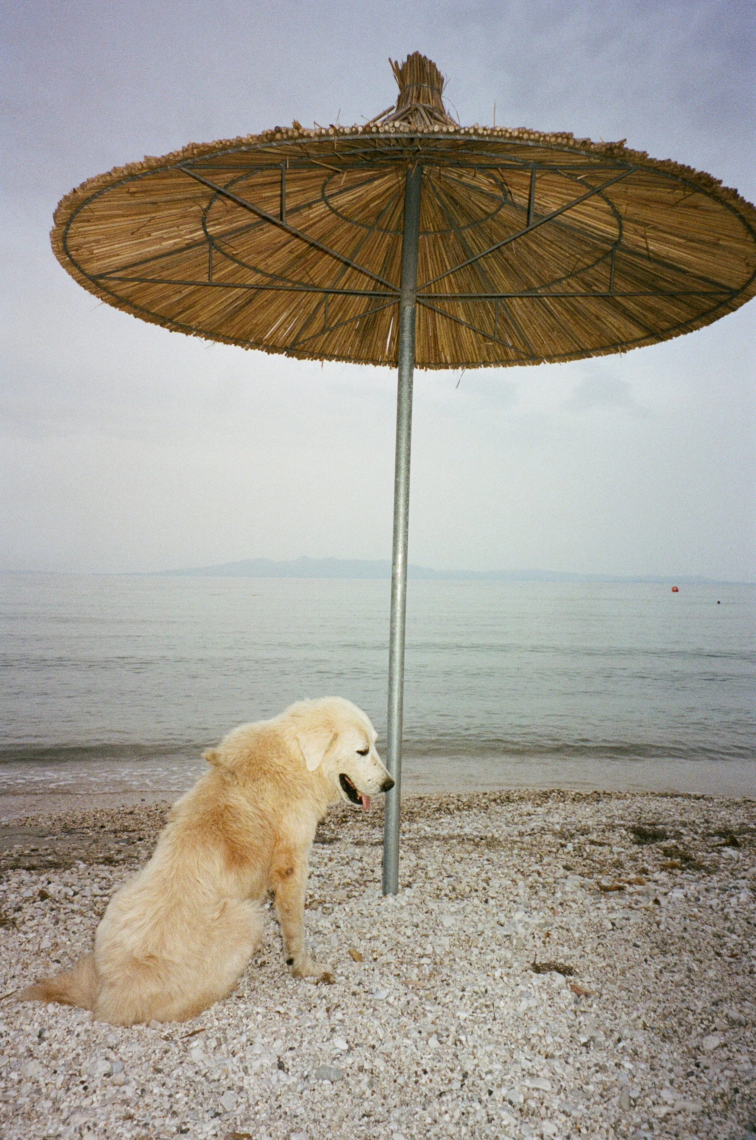 Un chien beige assis sous un parasol en paille au bord de la mer.