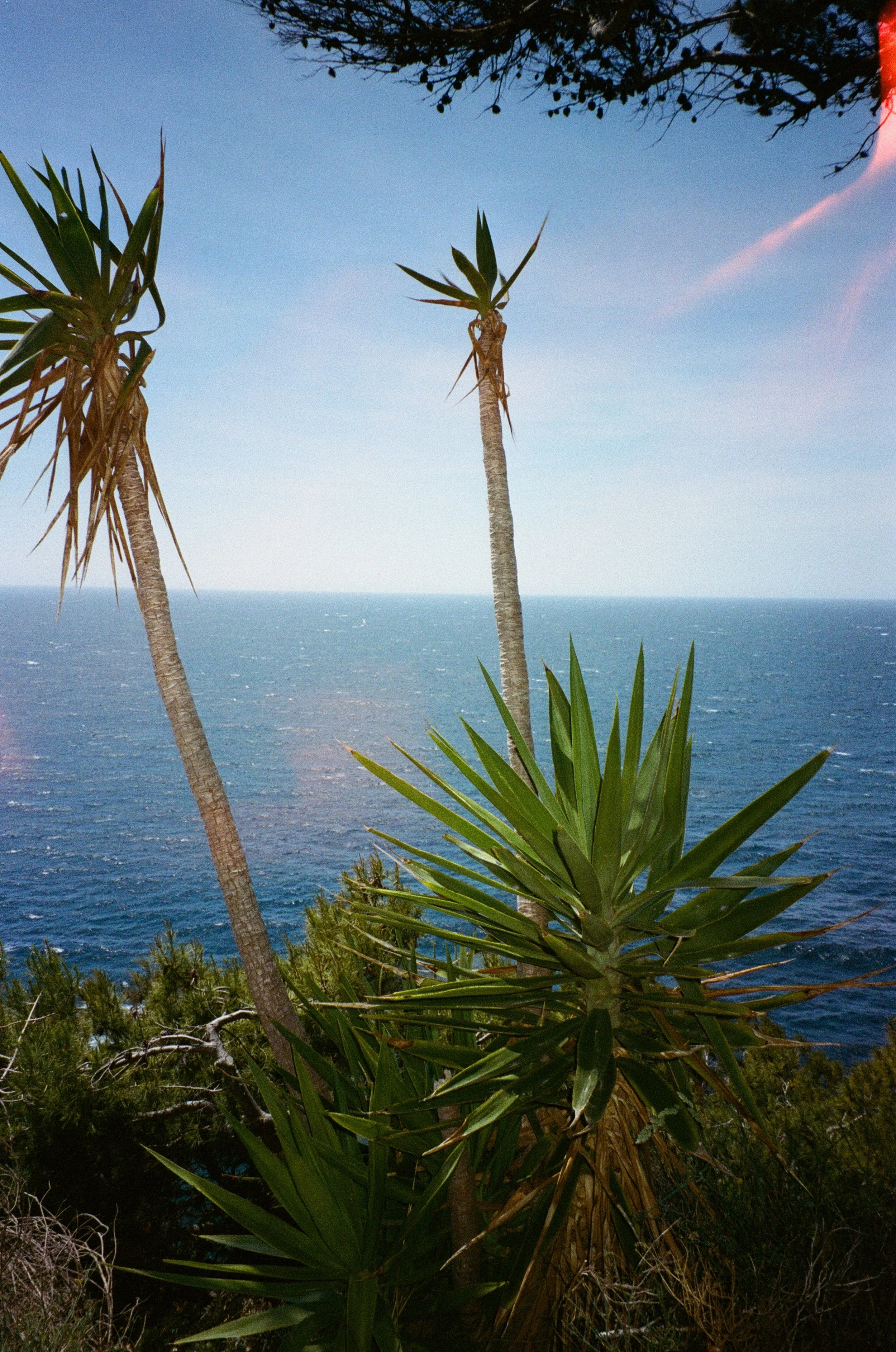 Palmiers avec vue sur la mer et ciel bleu