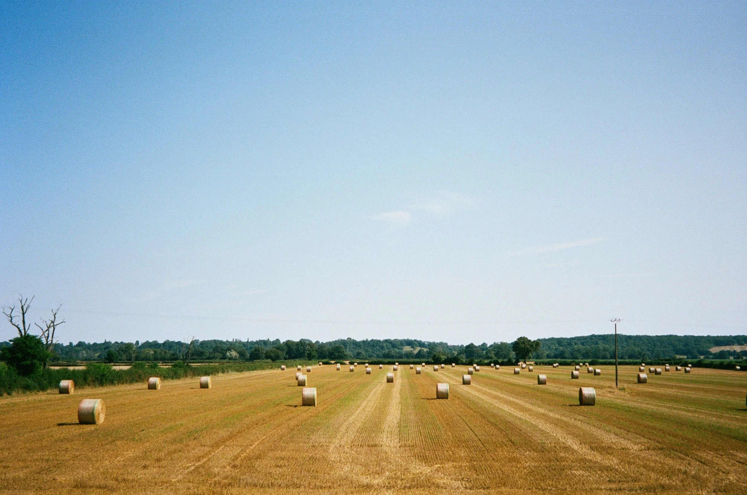 Champ agricole avec plusieurs balles de foin disposées en rangées, sous un ciel clair et ensoleillé.