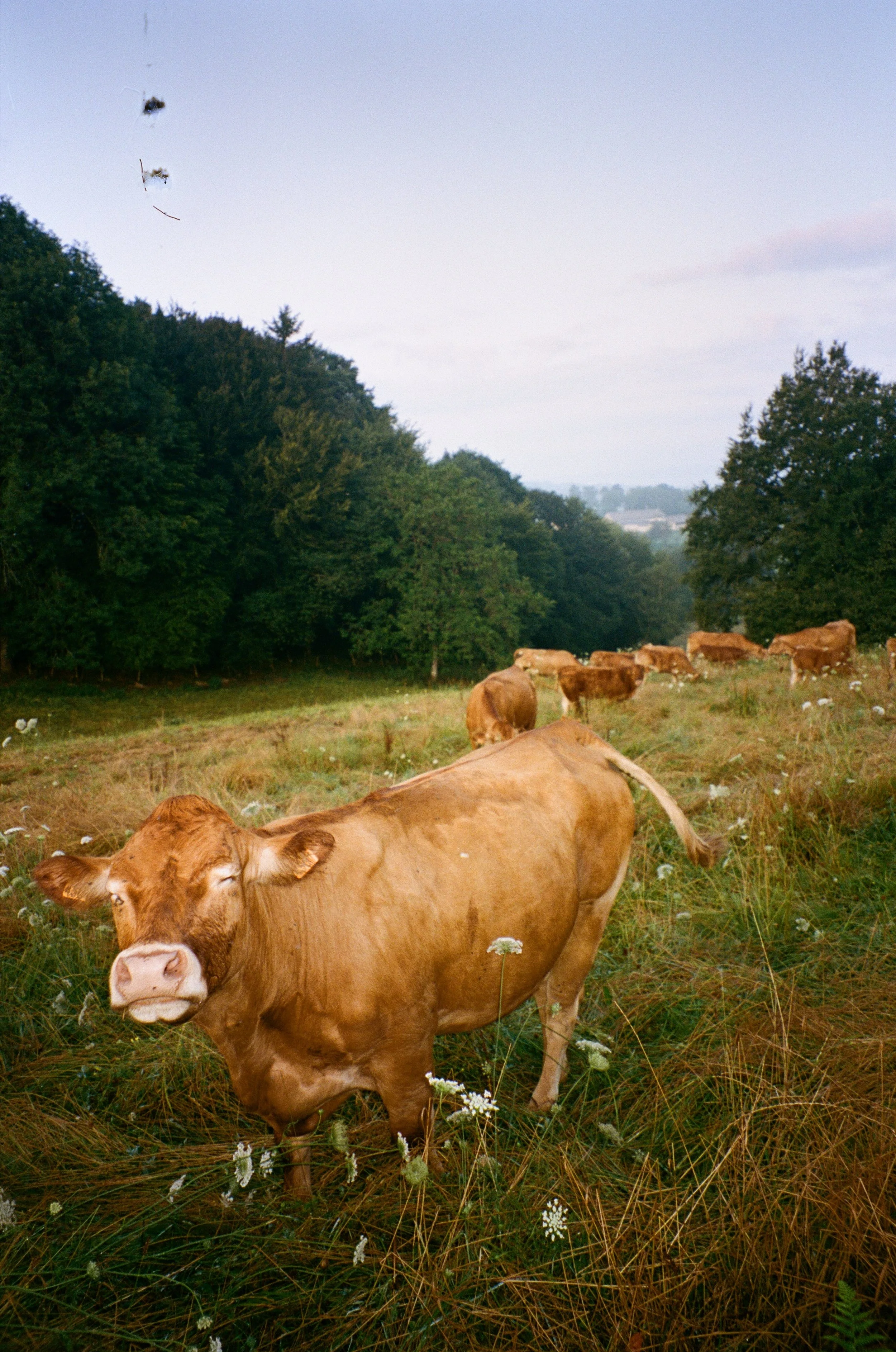 Vache brune dans un champ avec d'autres vaches en arrière-plan, sous un ciel clair, entourée d'herbes et de fleurs sauvages.