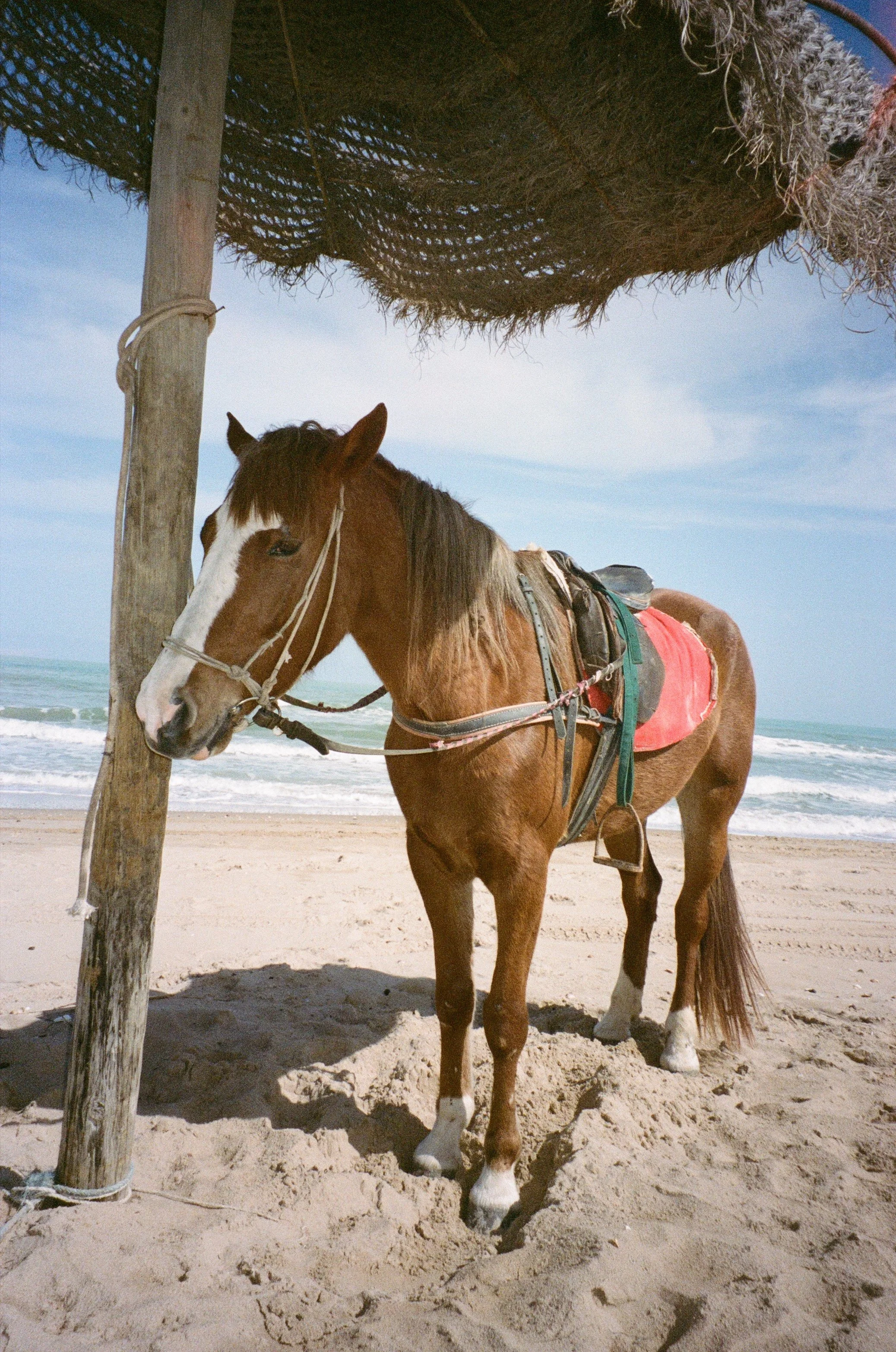 Cheval marron dans une plage, attaché à un poteau en bois, sous une structure de toit en paille, avec la mer en arrière-plan.