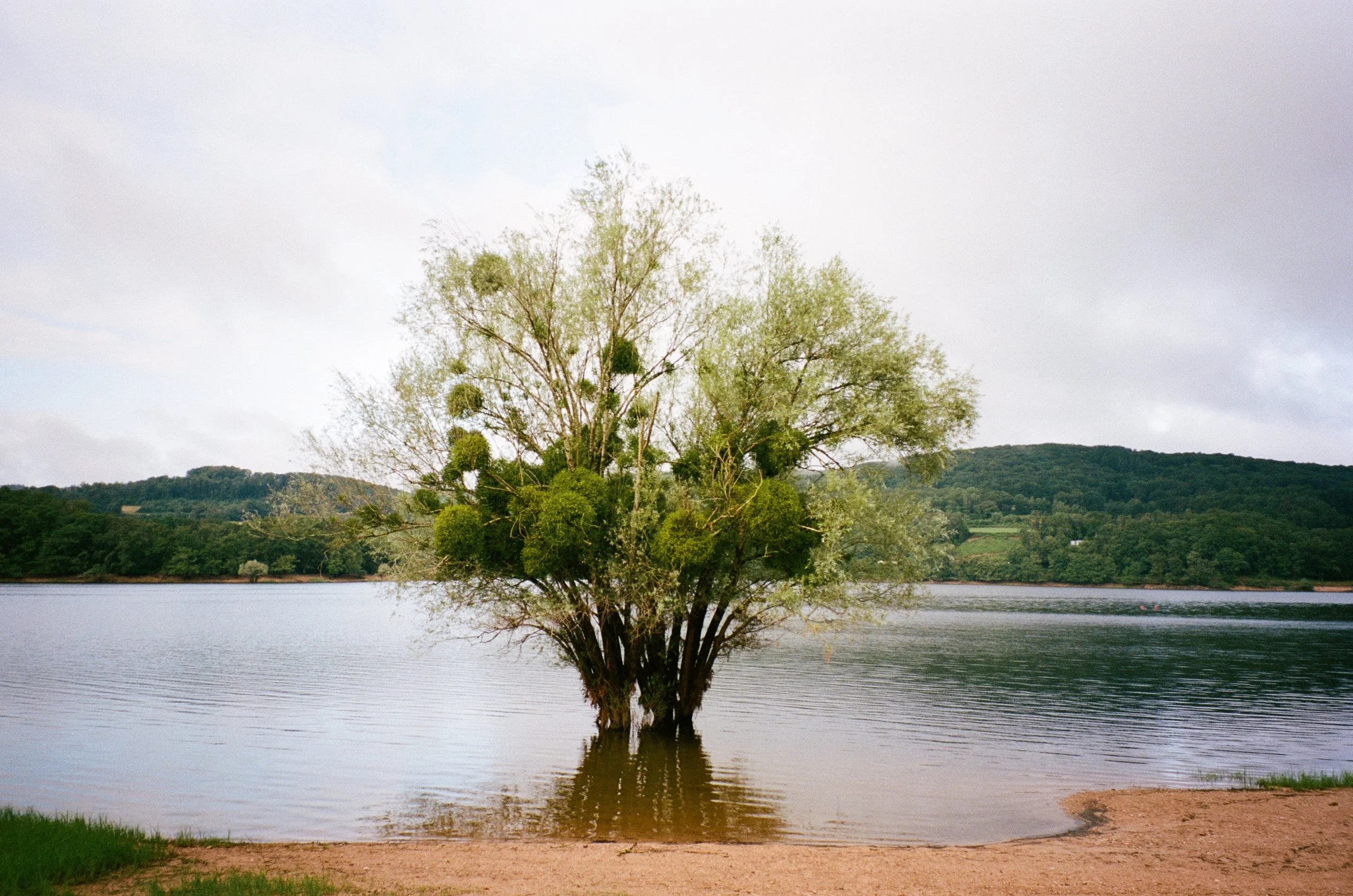 Arbre isolé dans un lac avec un paysage de collines en arrière-plan, ciel nuageux.