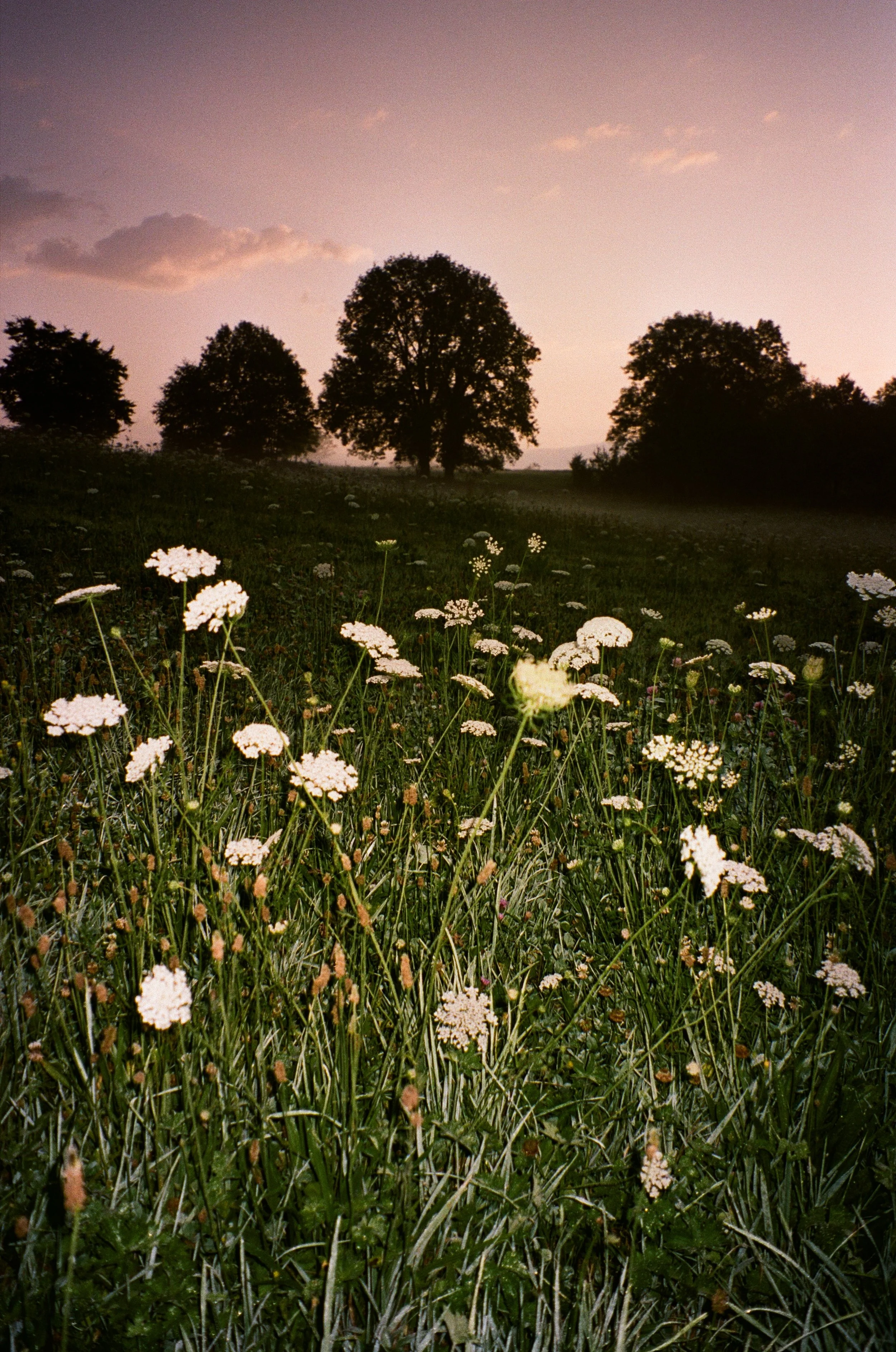 Une prairie avec des fleurs blanches sous un ciel au coucher du soleil, avec des arbres en silhouette à l'horizon.