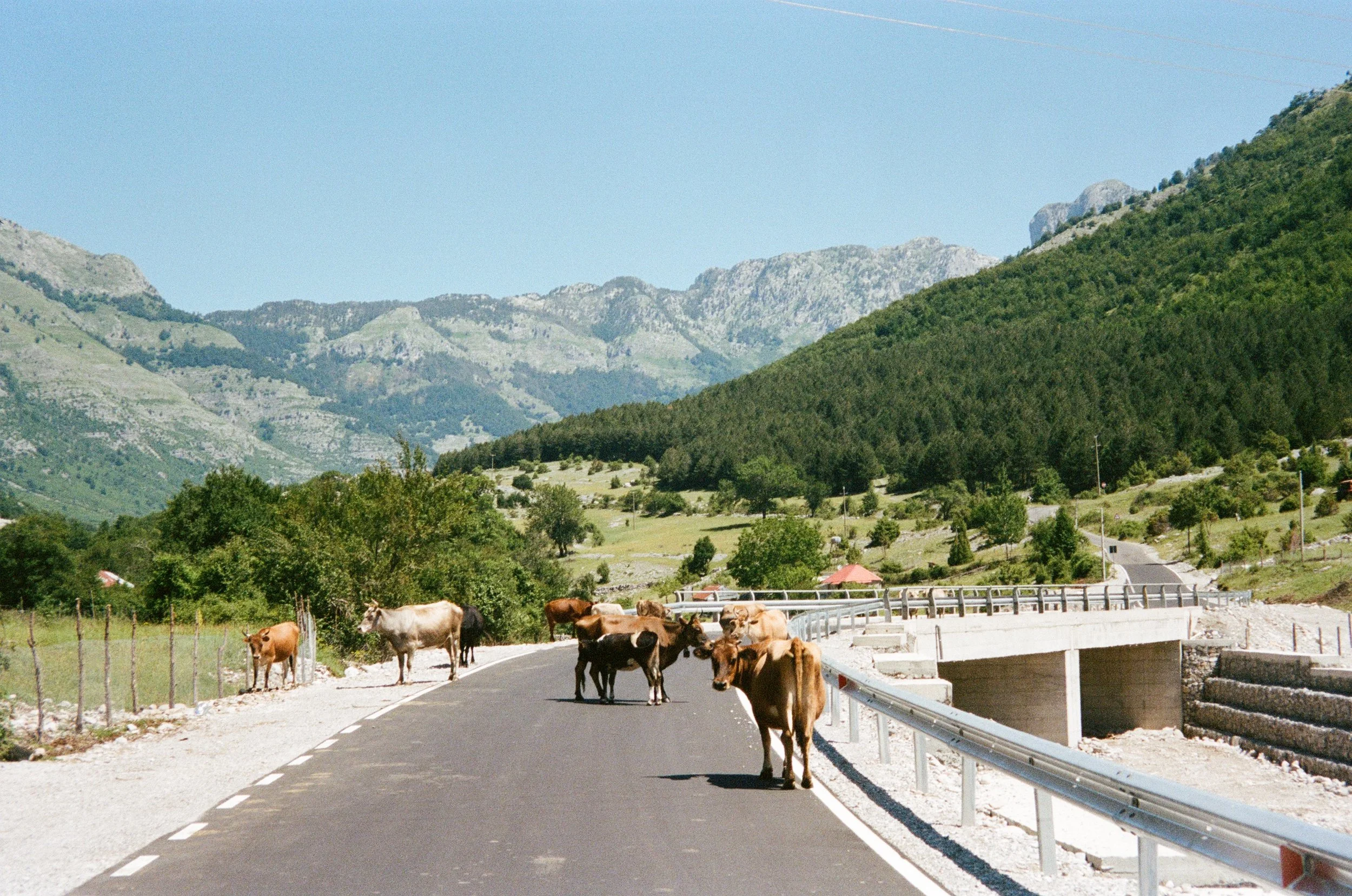 Vache traversant une route de montagne avec un paysage de montagnes vertes et de collines sous un ciel clair.