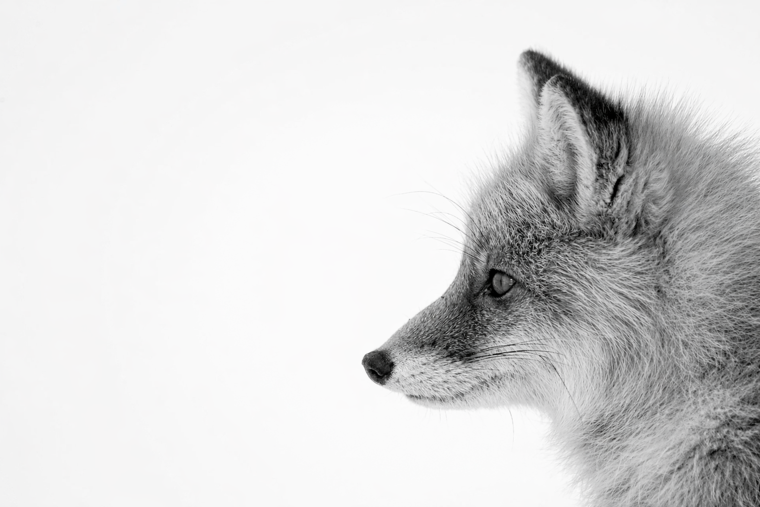 Close-up of a fox in profile, with detailed fur and a calm expression, in black and white.