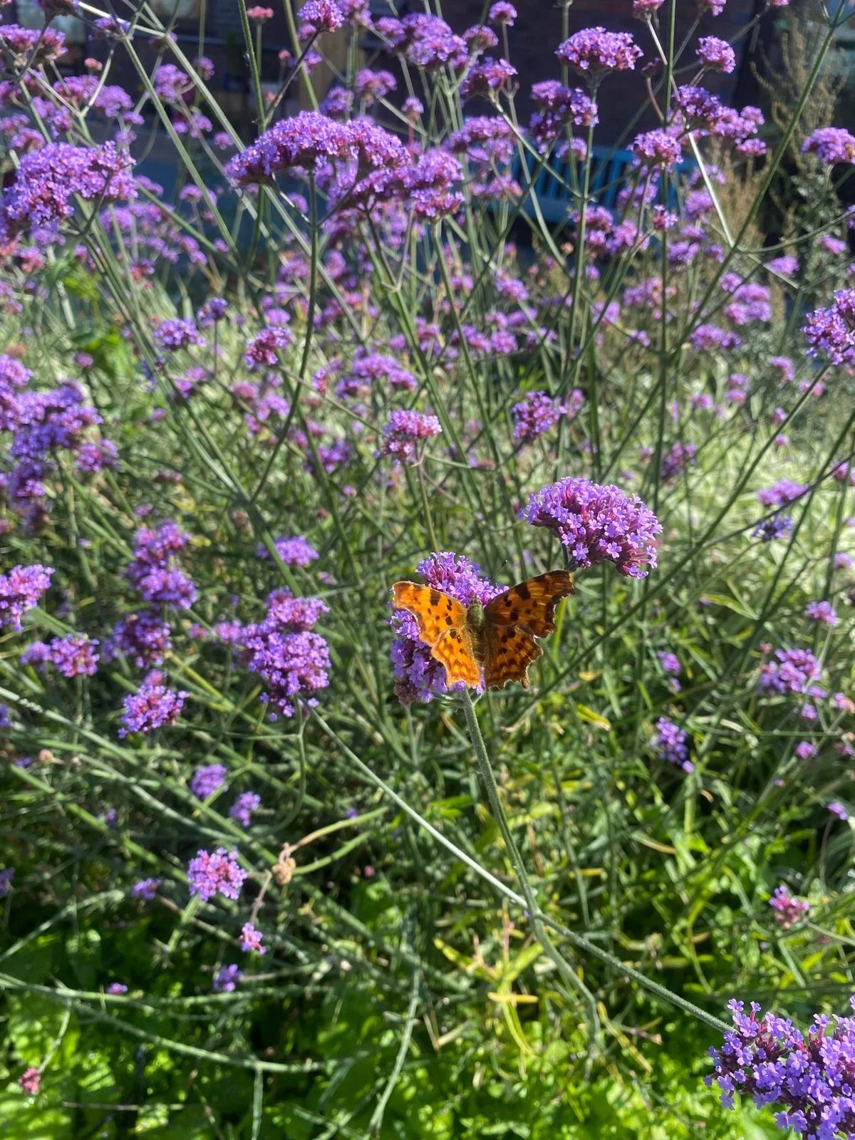 WhatsApp Image 2025-08-11 at 10.40.53.jpeg