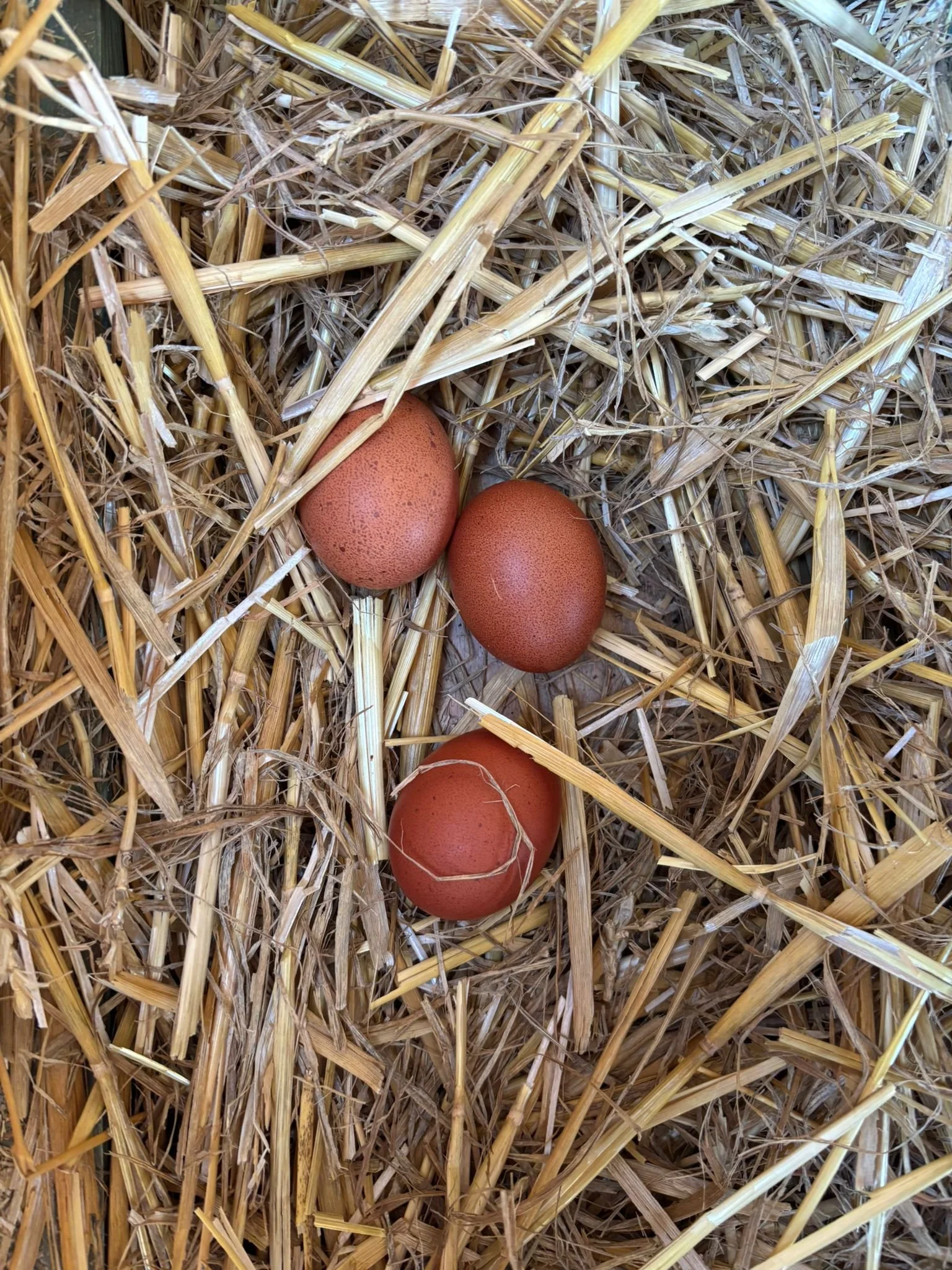 WhatsApp Image 2025-10-22 at 16.51.13 (3).jpeg