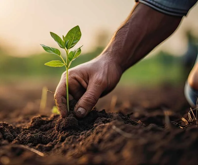 A person's hand planting a young green sapling into the soil during sunset.