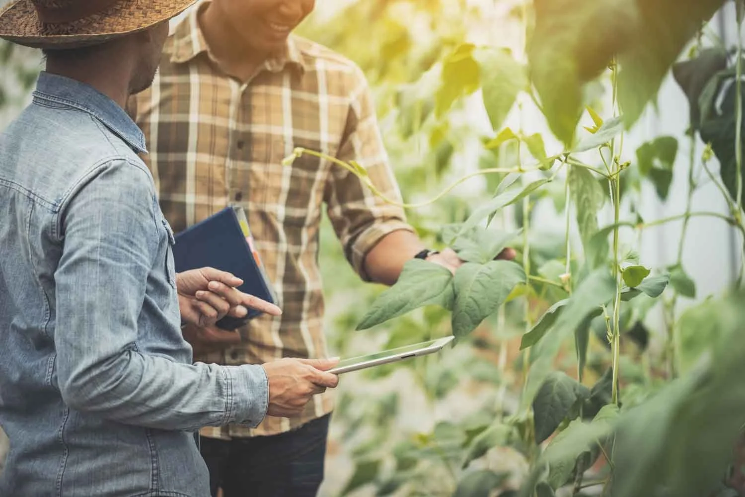 Two men in a greenhouse, examining plants. One holds a tablet, the other a notebook.