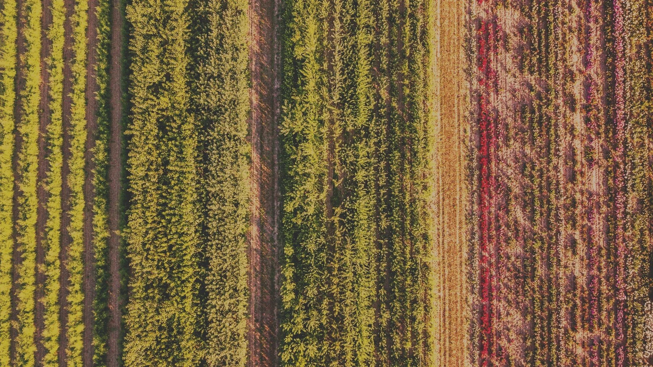Rows of regenerative crops