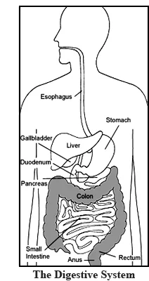 digestive pic.jpg