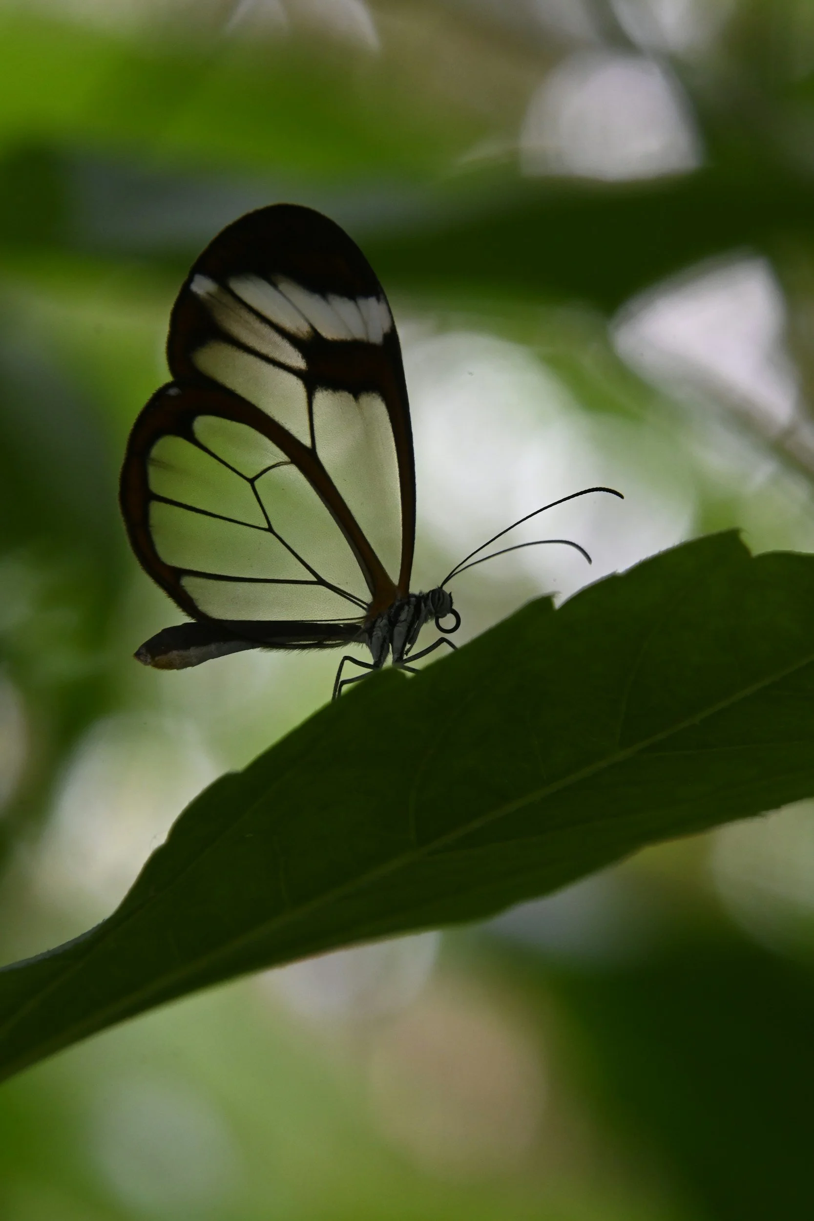 A butterfly with transparent wings outlined in black and white markings, perched on a green leaf with a blurred green background.