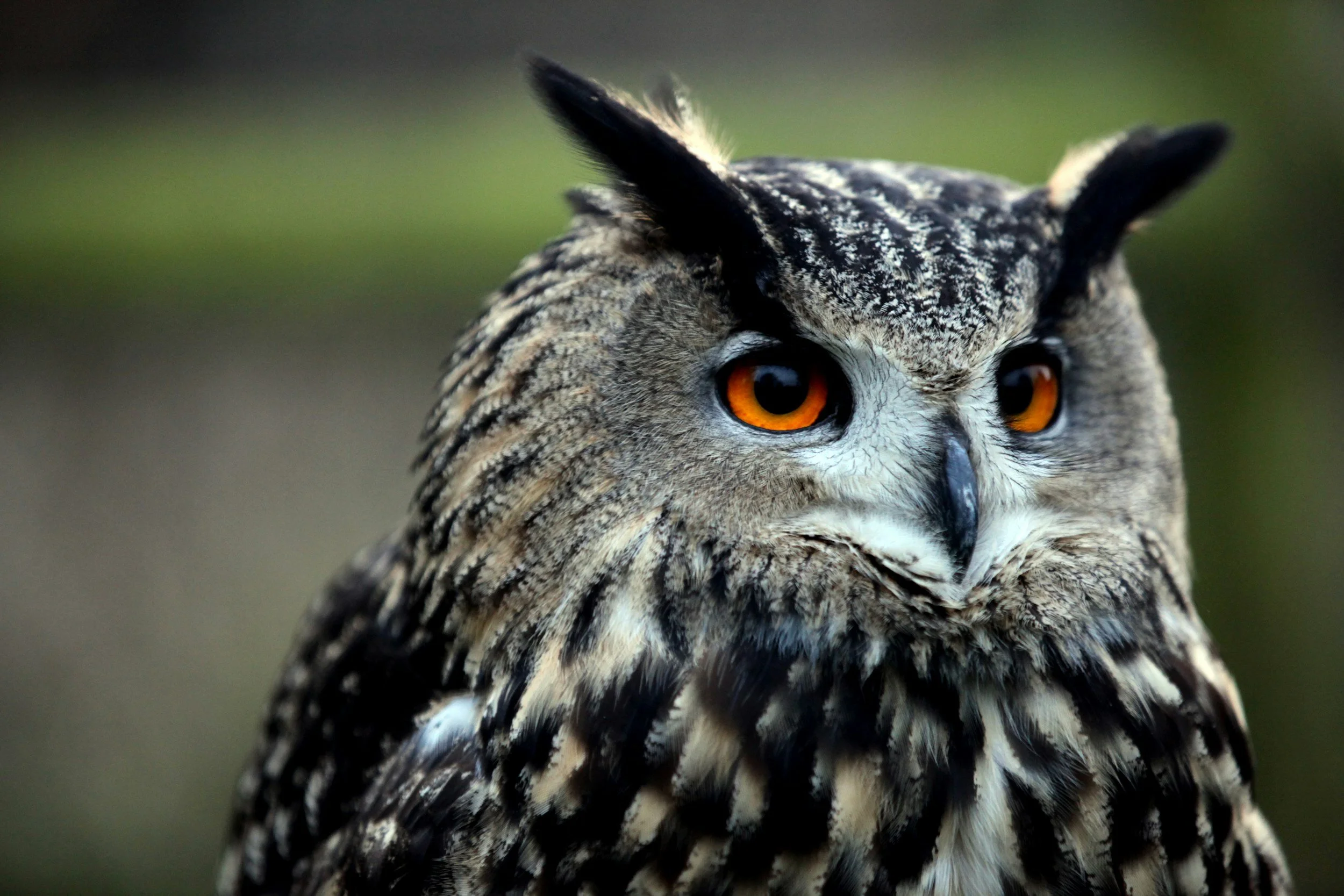 Close-up of a great horned owl with orange eyes and feather tufts on its head, against a blurred green background.