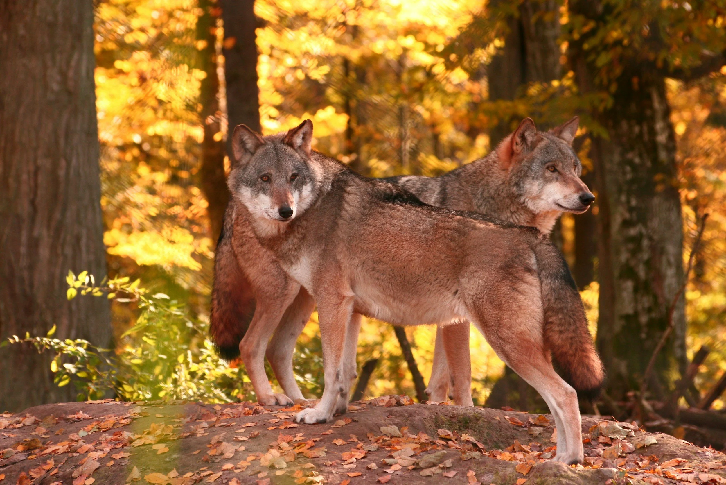 Two howling wolves standing on a fallen tree in an autumn forest with colorful leaves and tall trees in the background.