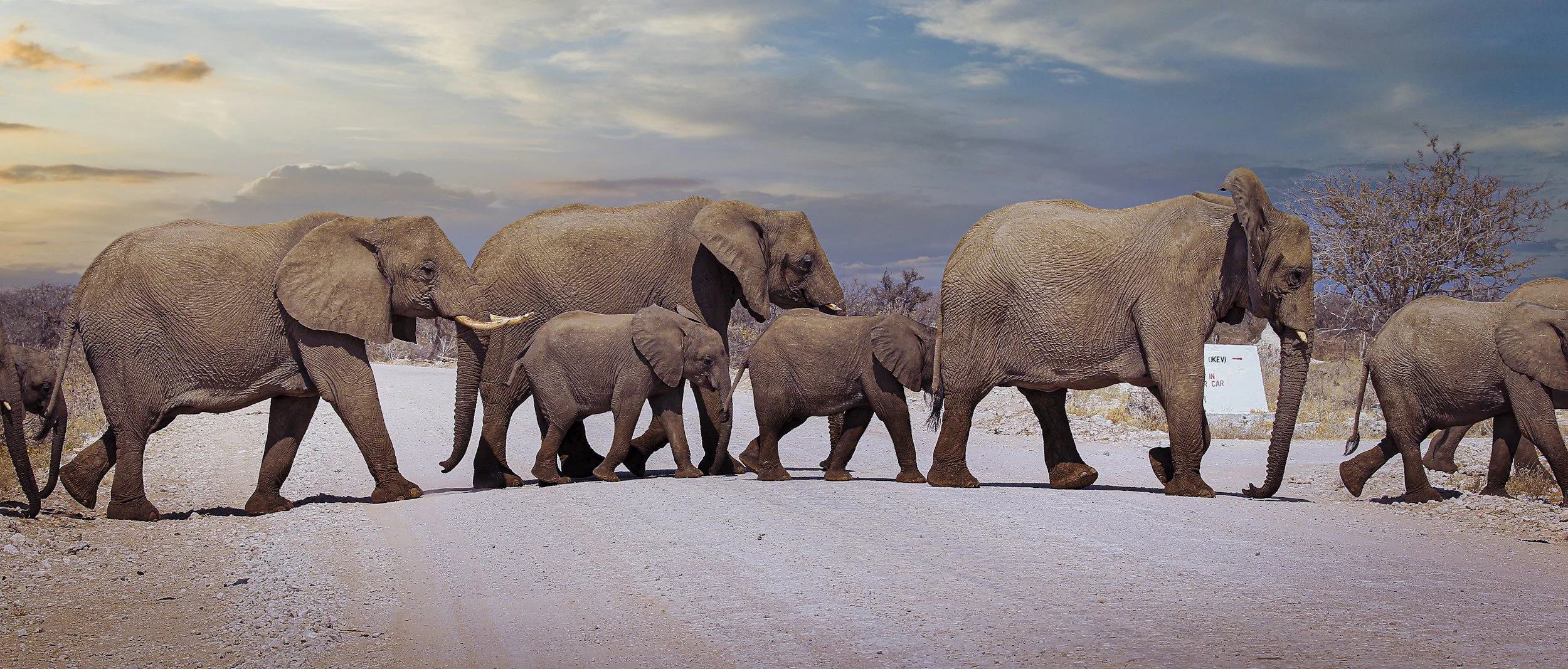 A line of elephants walking across a dirt road in a savannah landscape during sunset.