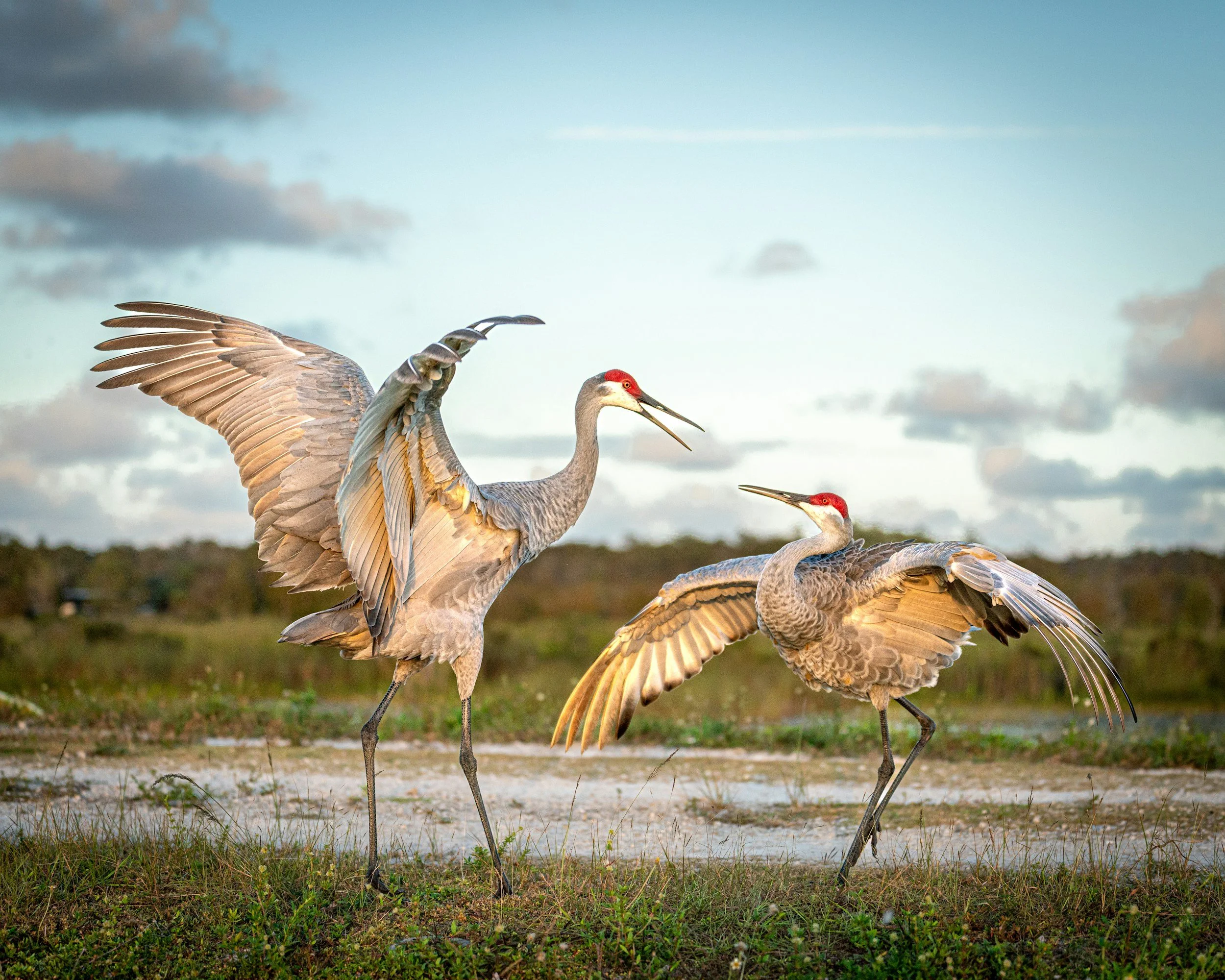 Two sandhill cranes standing on grass near water, with cloudy sky in the background.