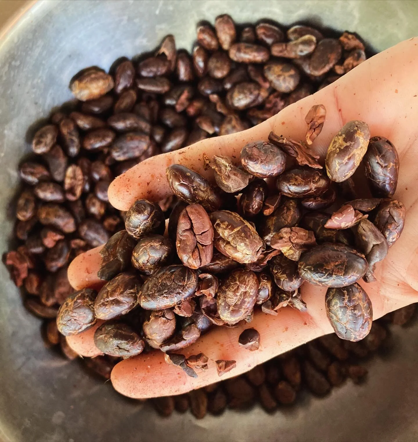 Meet Creola. The pulse of the earth. This variety of Peruvian cacao is the original indigenous cacao plant of the region. It is the most sought after and known for its deep rich flavors and propensity for slow growth, requiring patience and appreciat