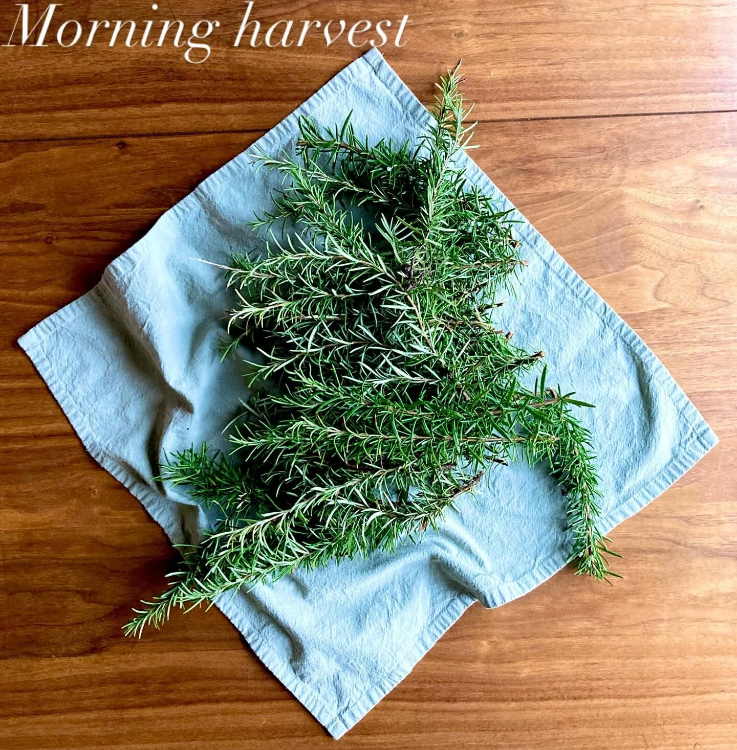 Rosemary is a keeper of memory, clarity, and clearing. Harvesting this potent plant feels like gathering threads of ancestral wisdom with sharp, bright, and protective energy. The scent and smoke can clear pathways and awaken dormant dreams.
✨So brea