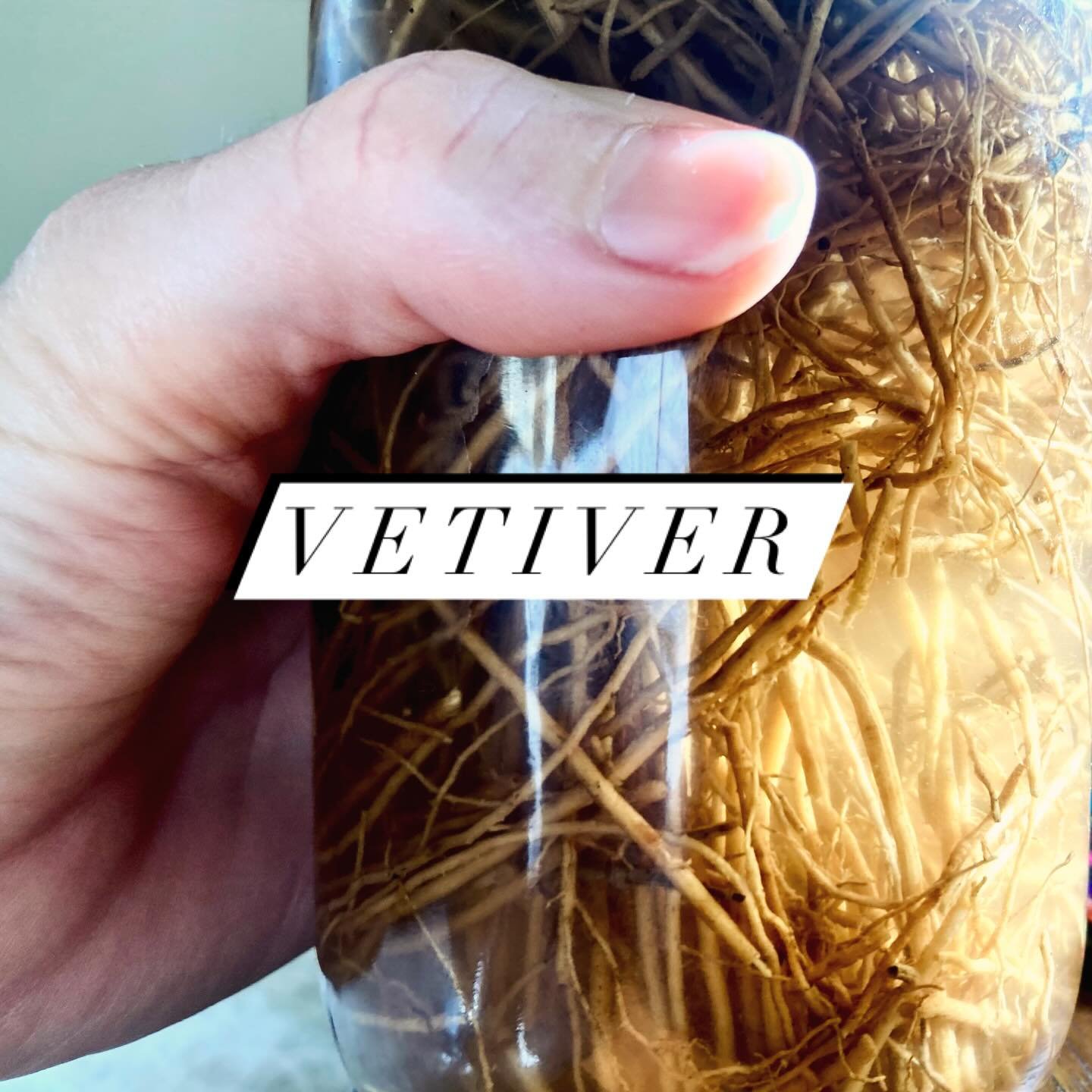 Guess who&rsquo;s coming soon? Getting ready to welcome the swoony magical wisdom of this sweet plant teacher. Stay tuned for more info on connecting with 🤍VETIVER 🤍