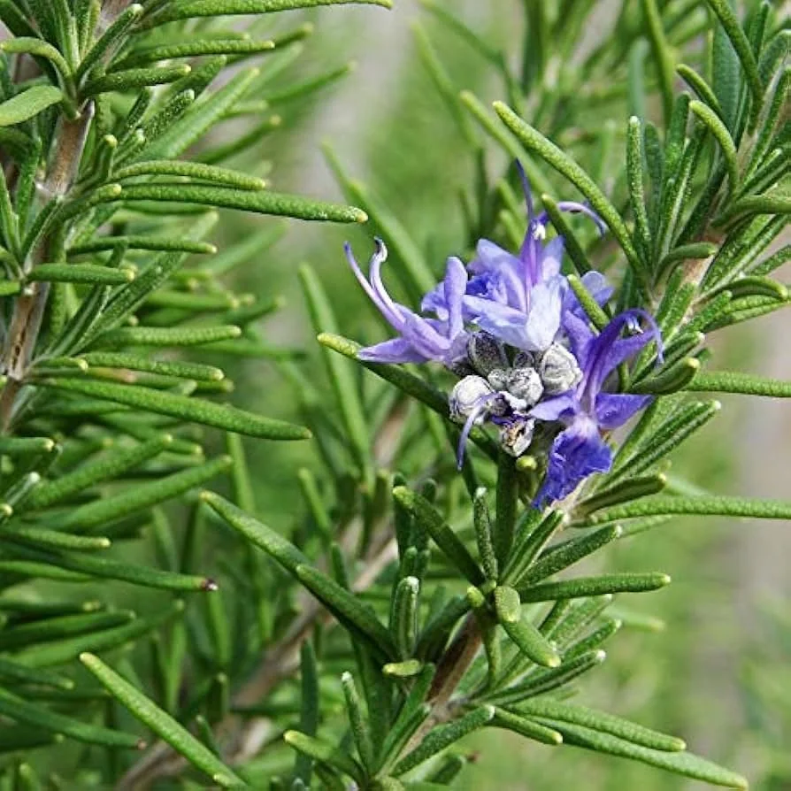 rosemary.jpg