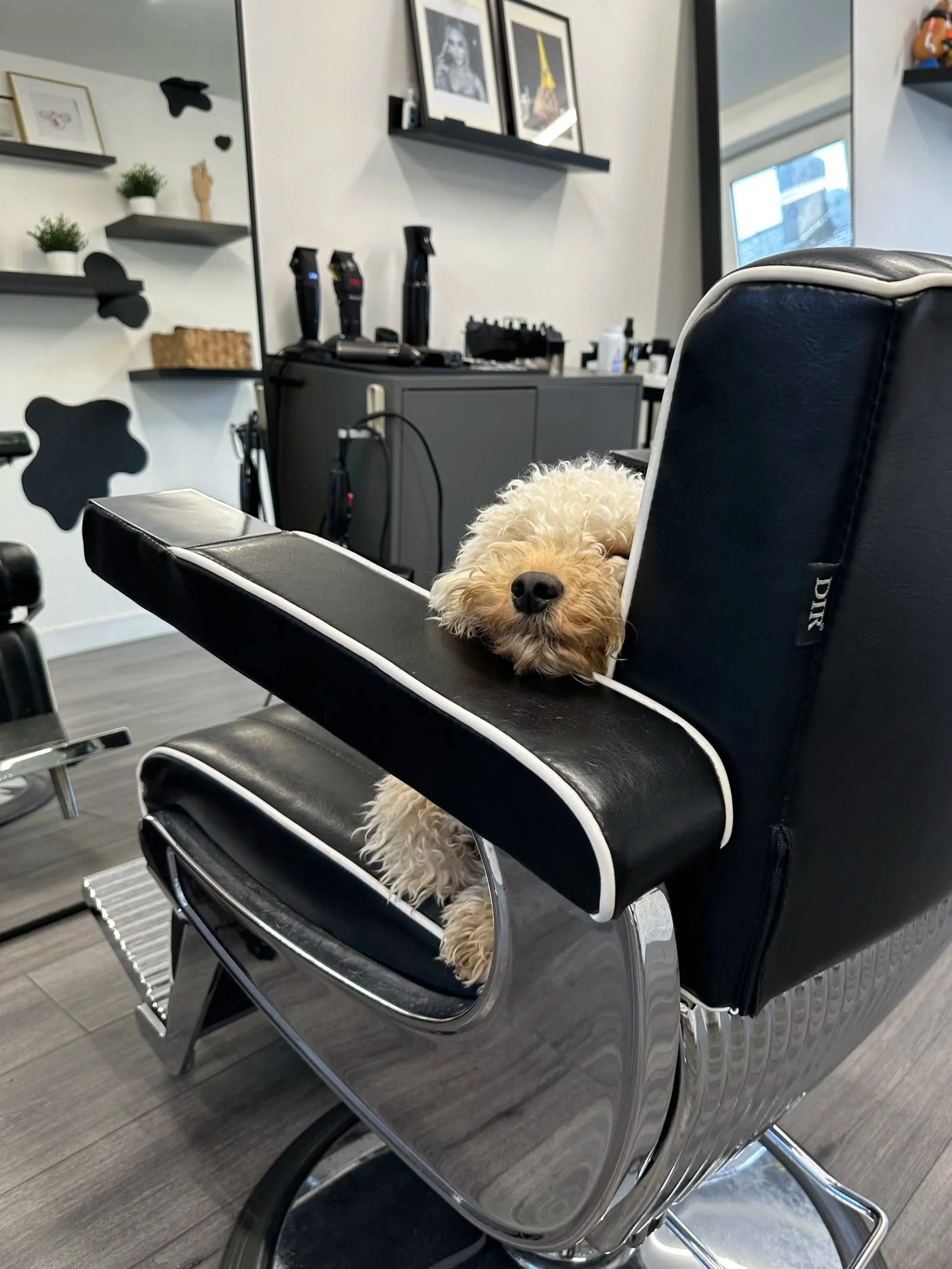 A small, curly-haired dog resting its head and paws on a barber chair armrest in a modern barber shop or salon.