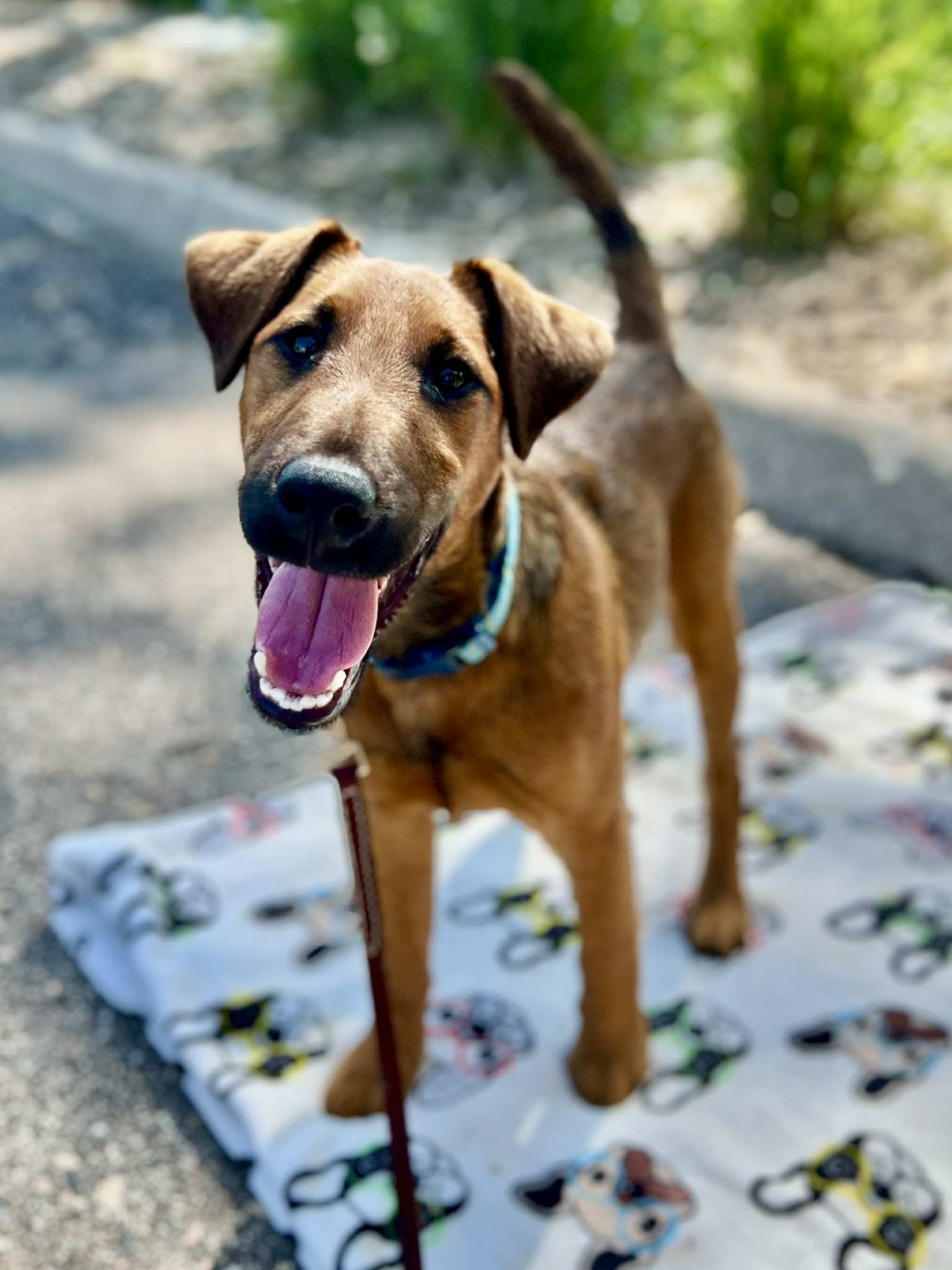 Moon Dog Training Contact Us