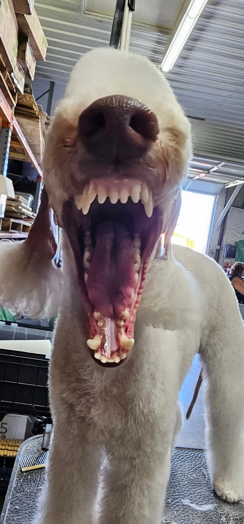 Is It Hormones… or Just Adolescence?