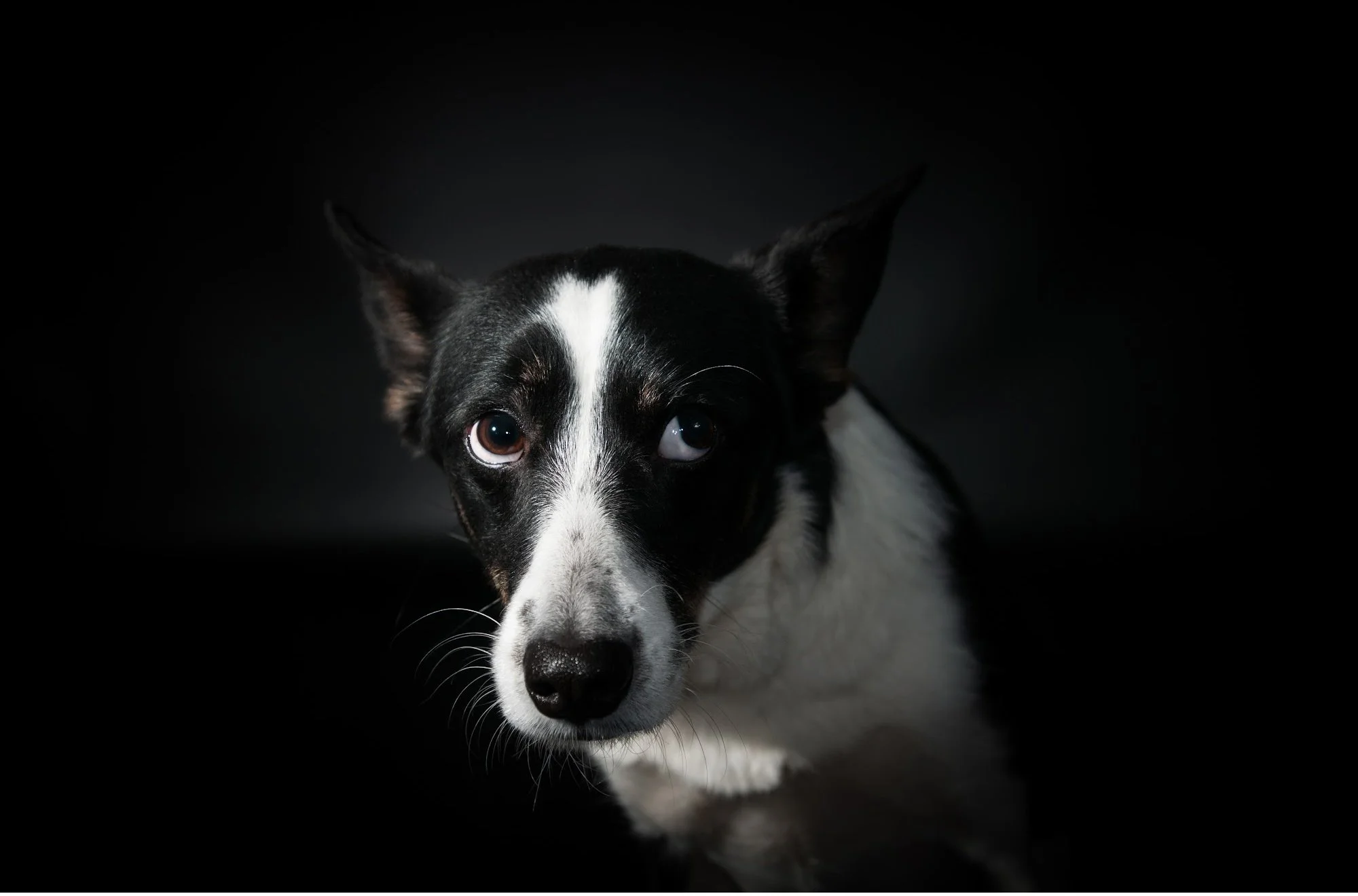 Trigger Stacking: Why Good Dogs Have Bad Days