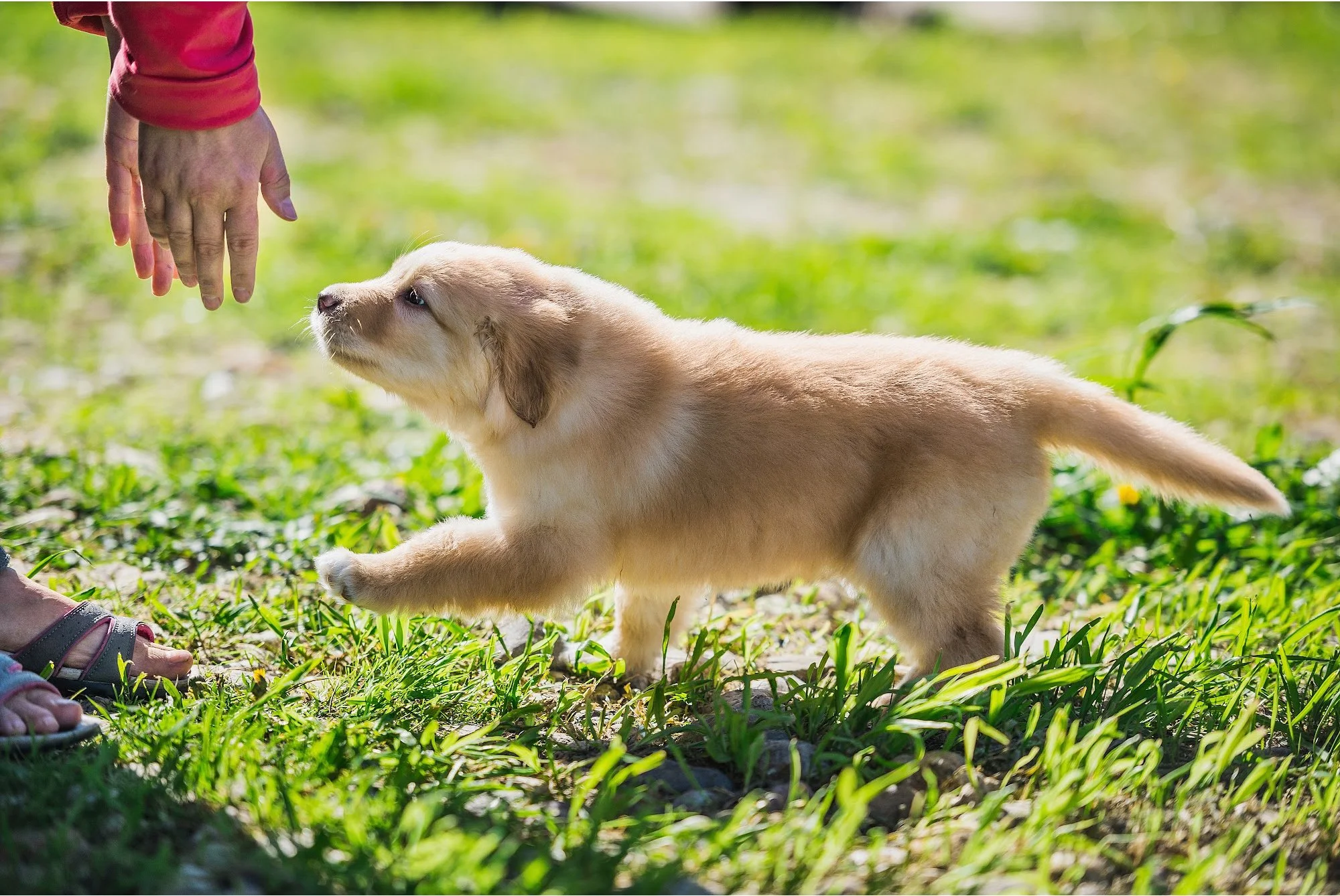 How to Get Your Dog to Come Inside From the Backyard